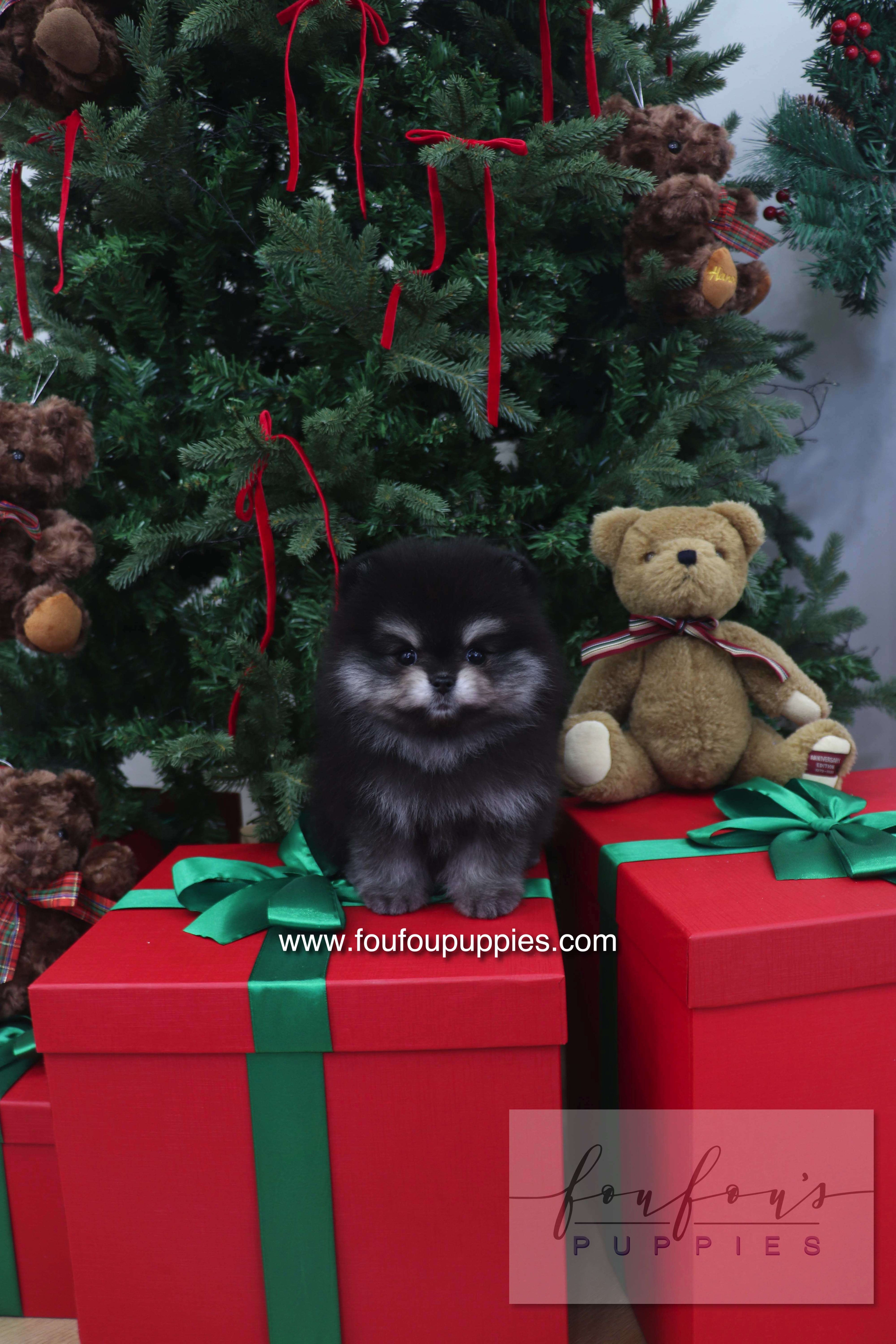 Truffle - Pomeranian M.