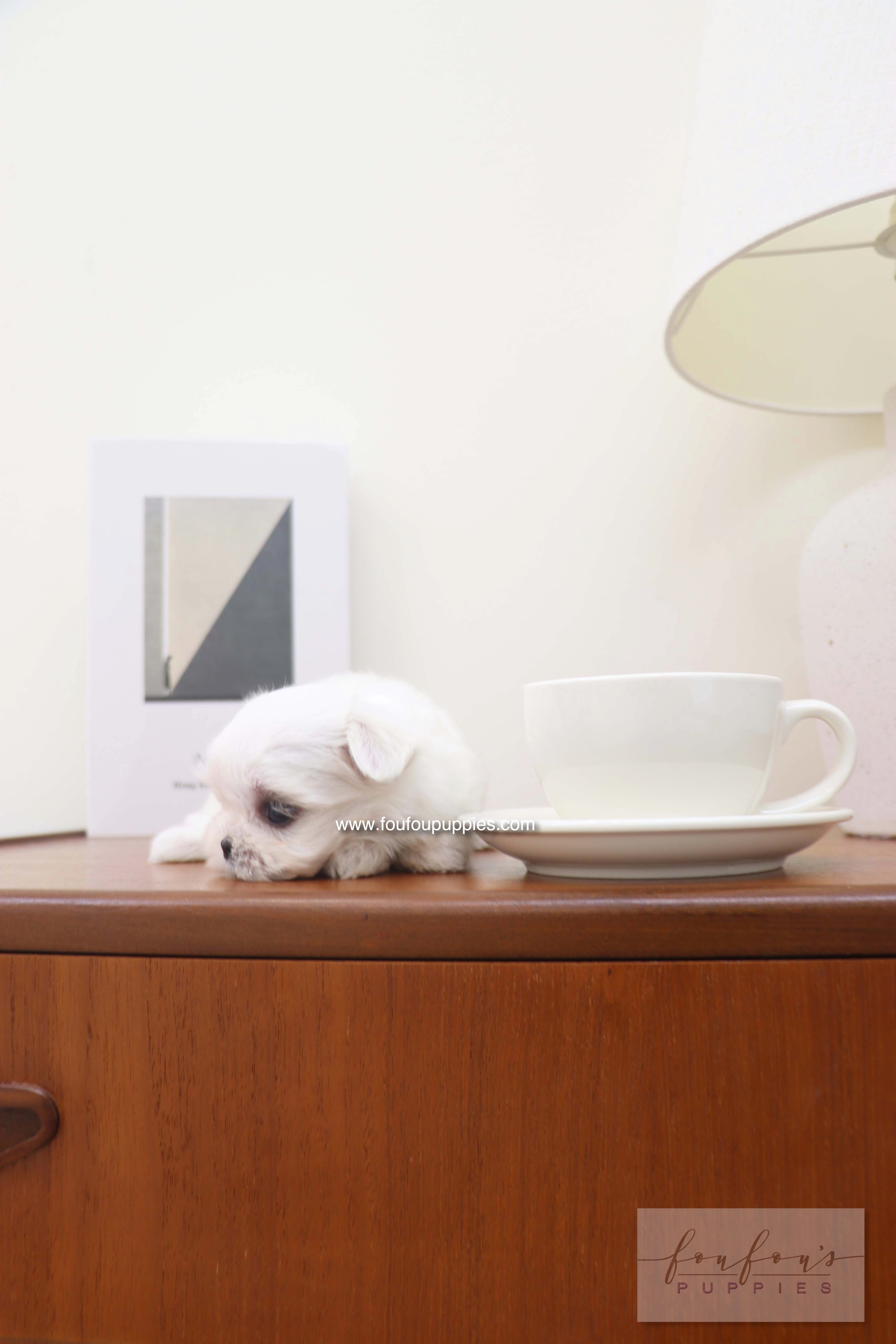 Capri - Maltese F.
