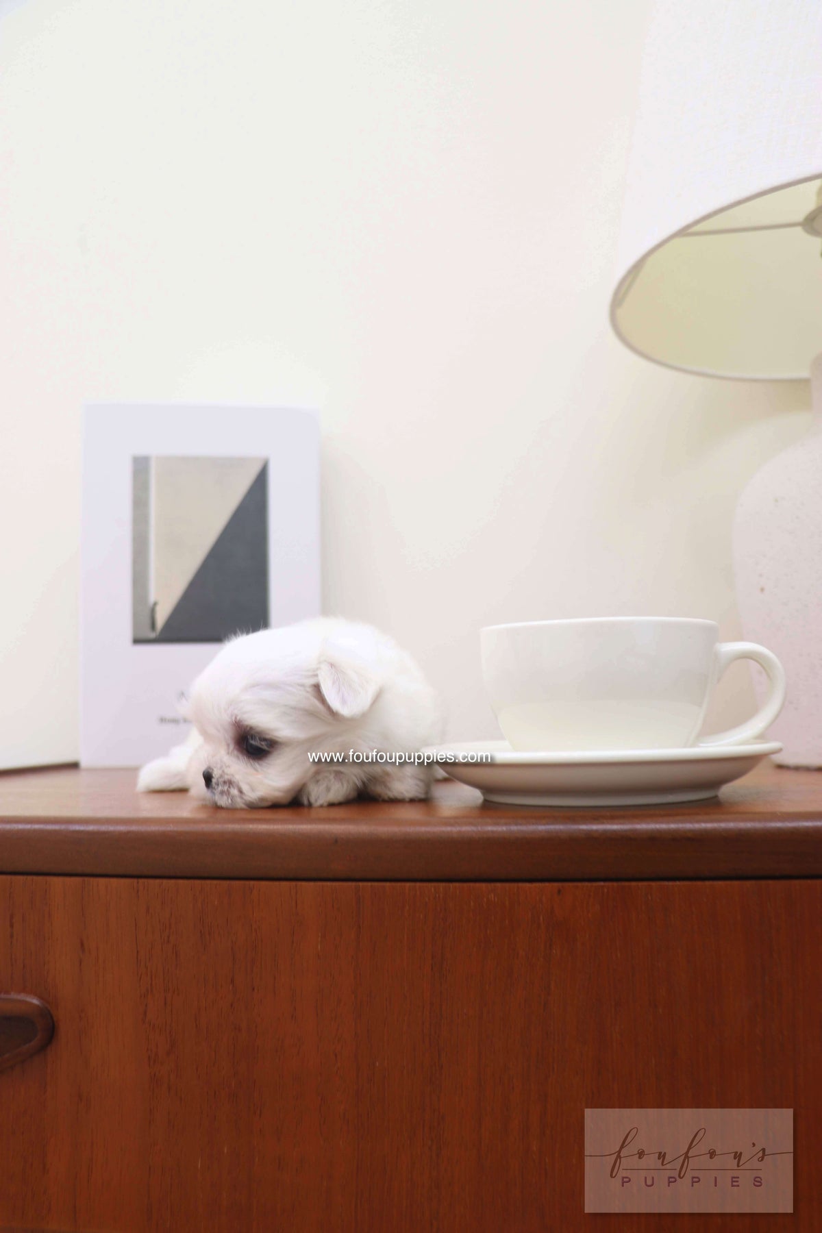 Capri - Maltese F.
