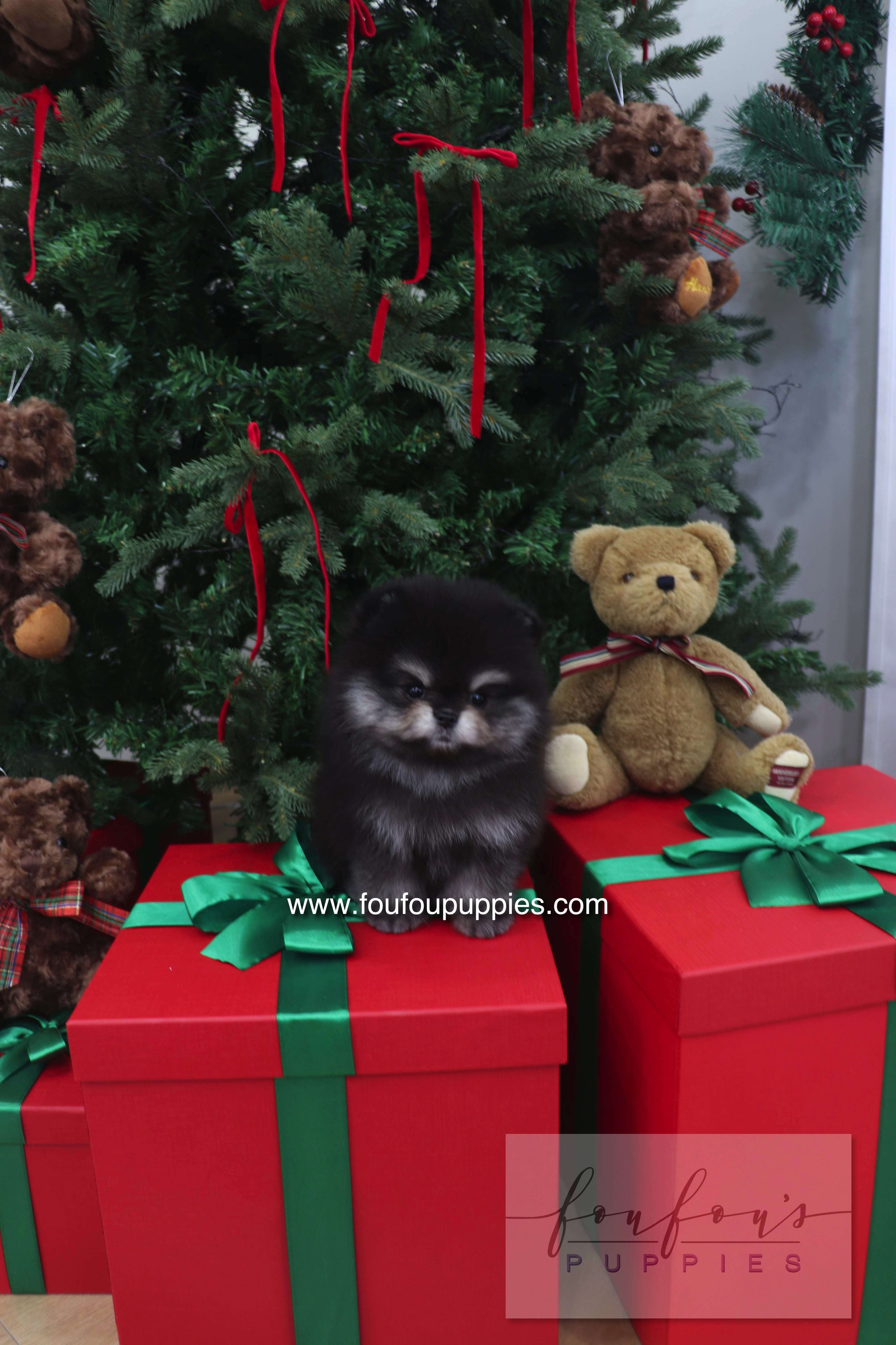 Truffle - Pomeranian M.