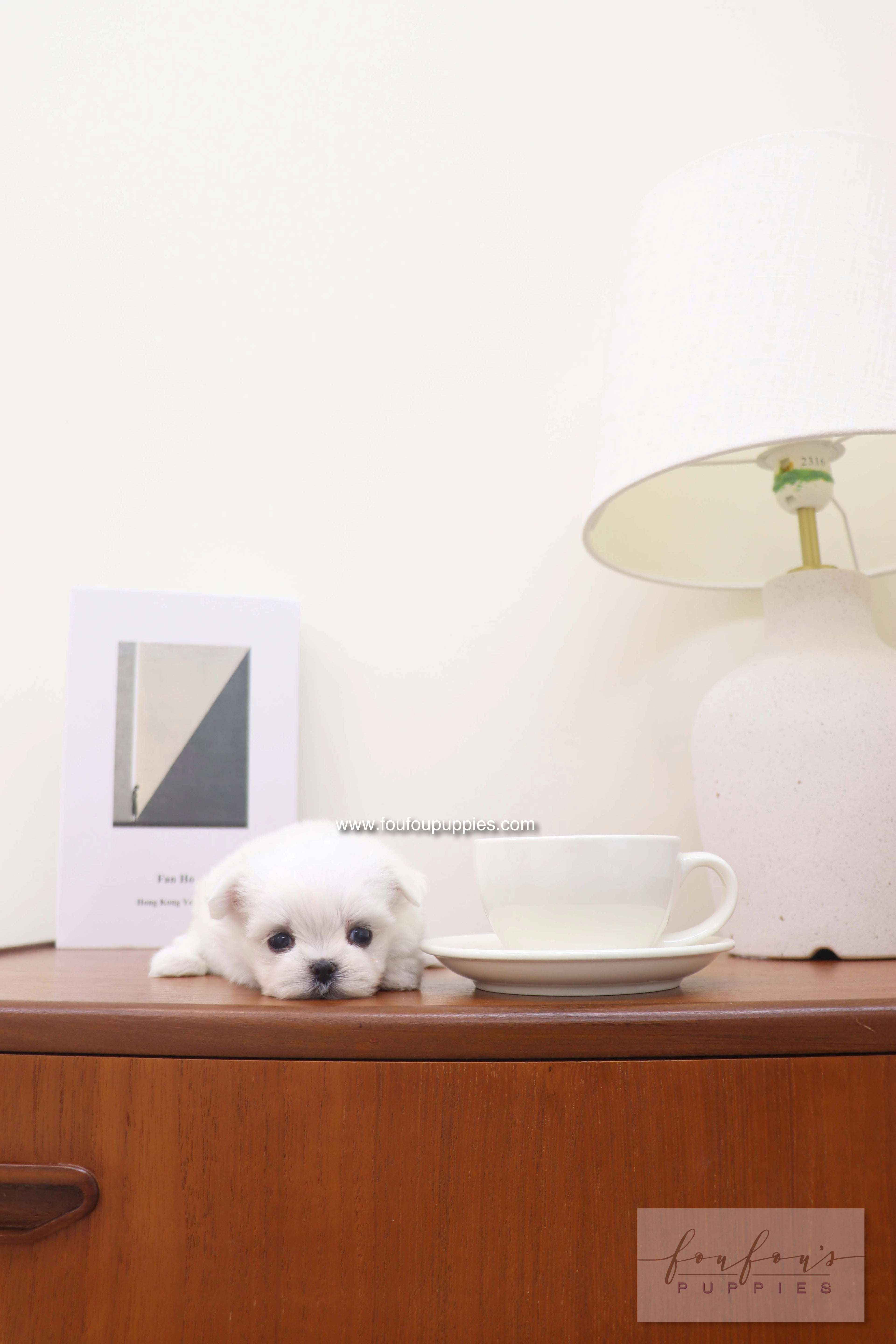 Capri - Maltese F.
