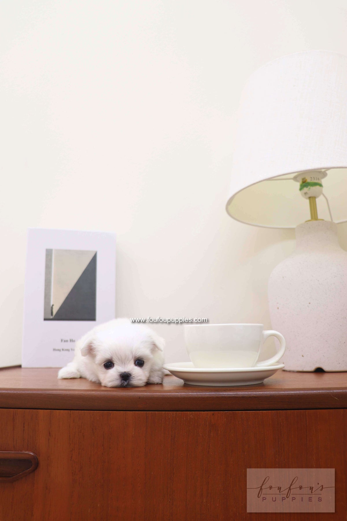 Capri - Maltese F.