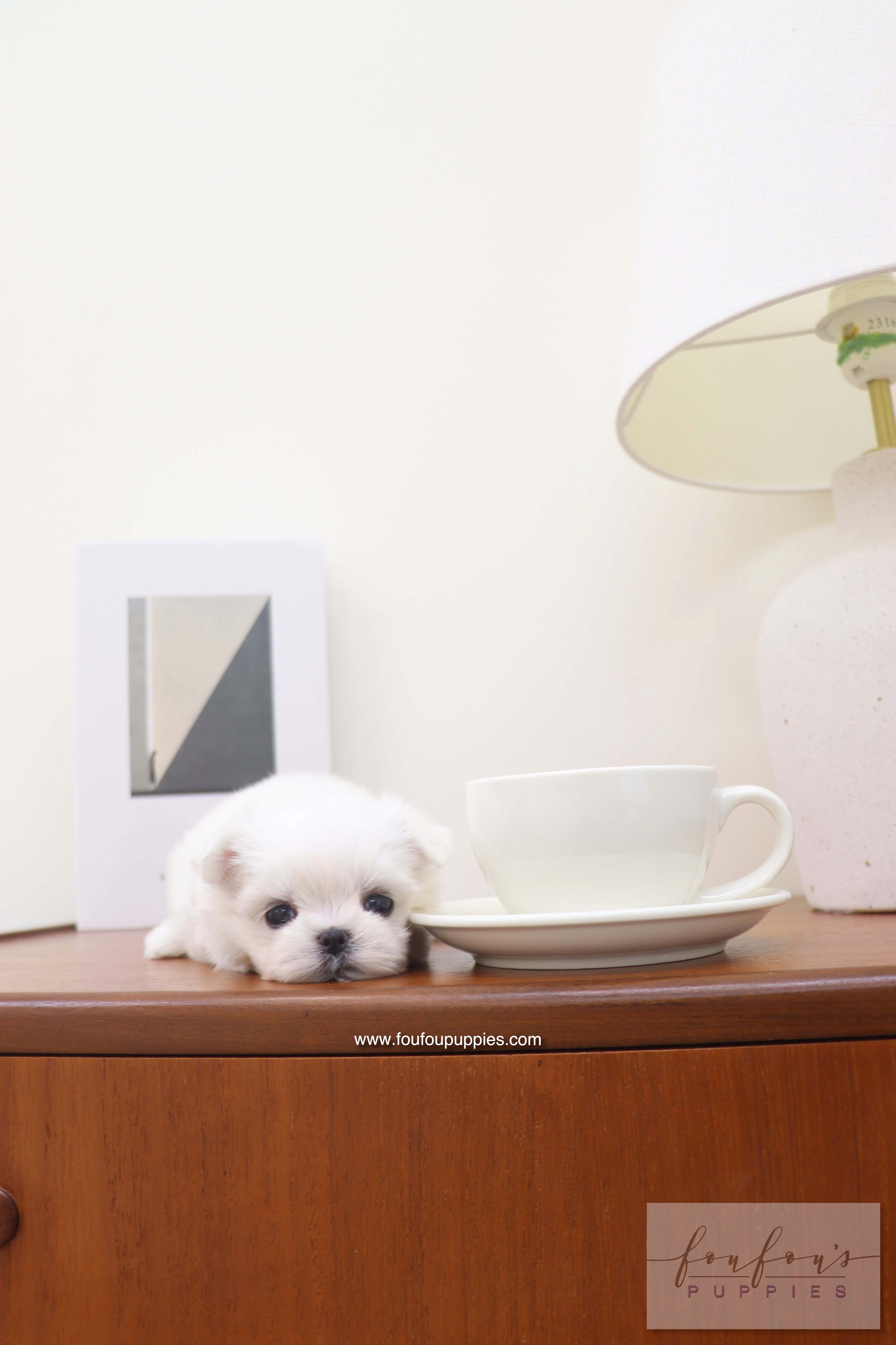 Capri - Maltese F.