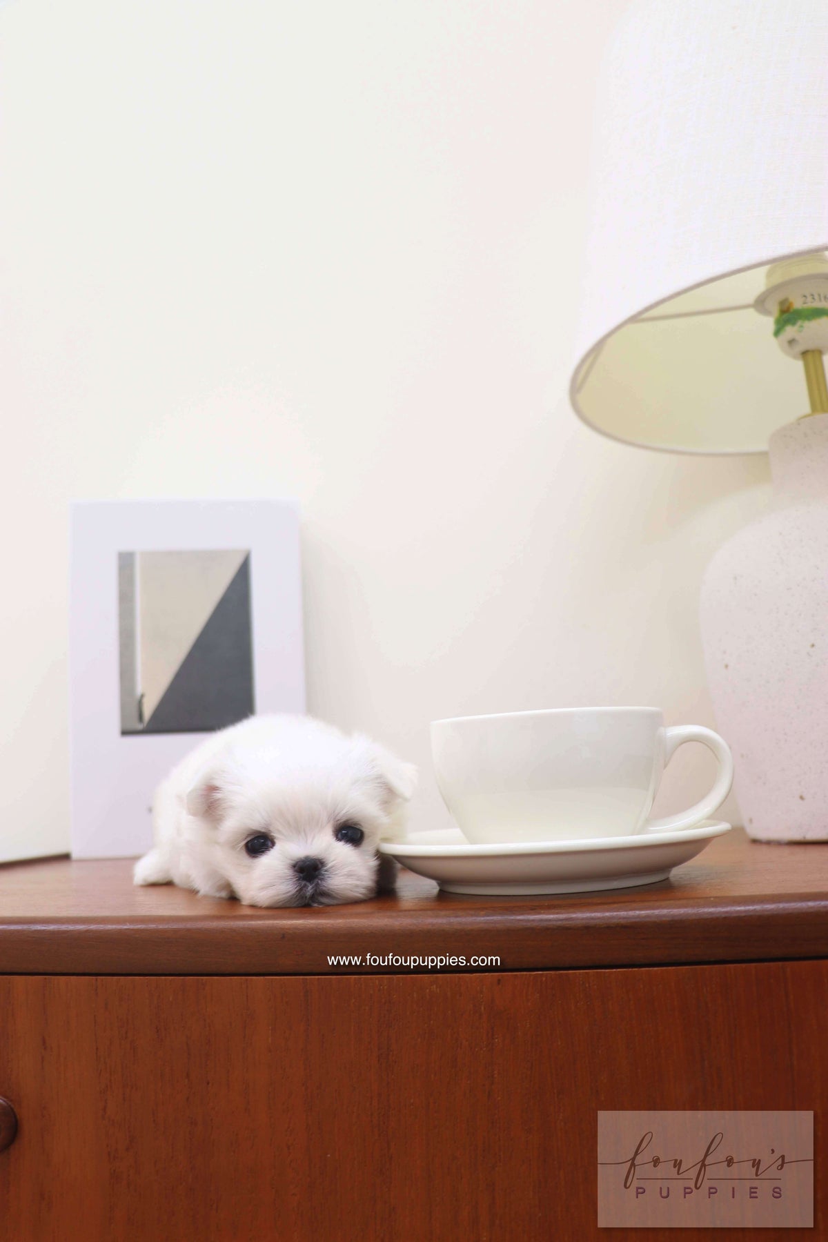 Capri - Maltese F.