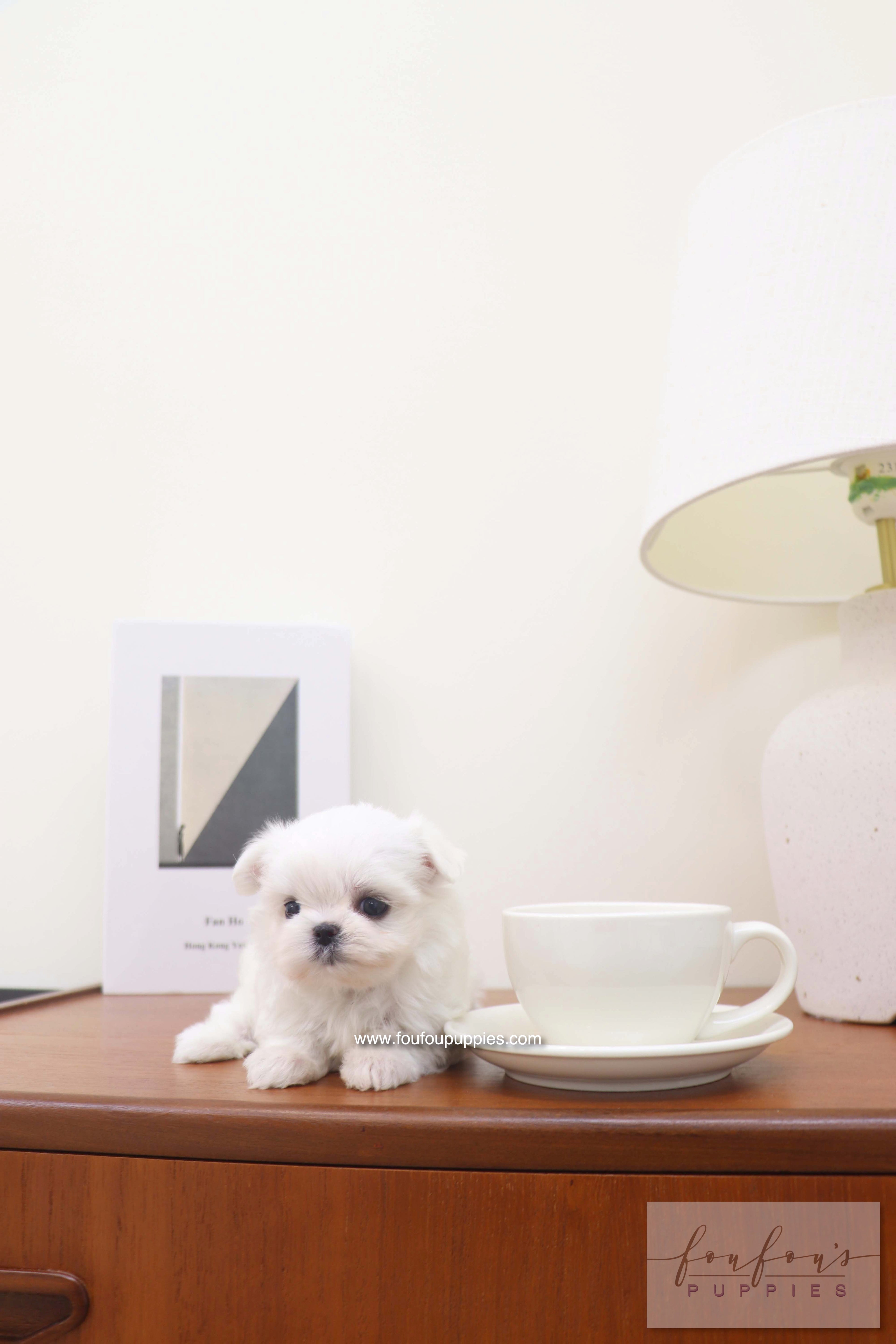 Capri - Maltese F.