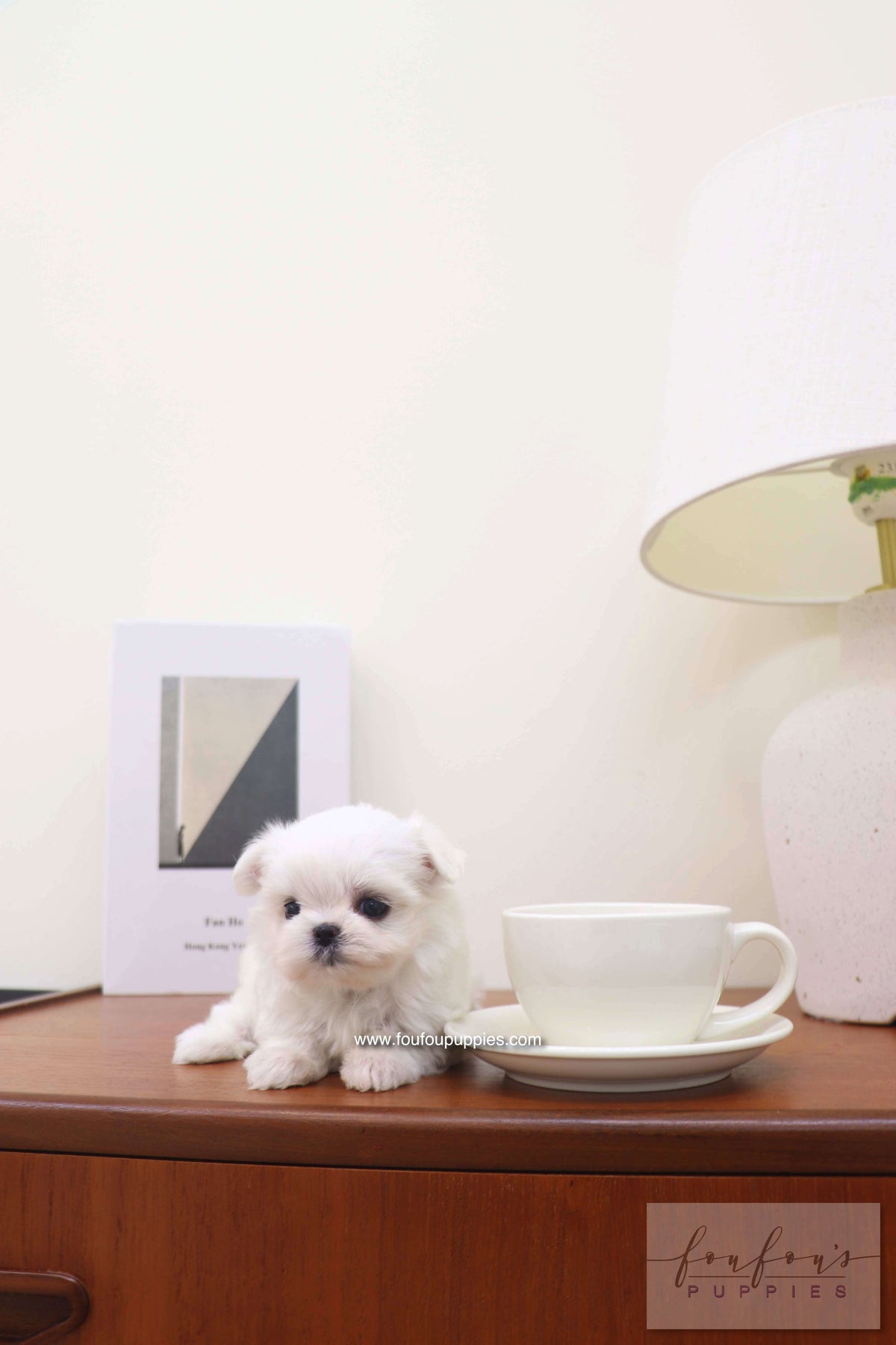 Capri - Maltese F.