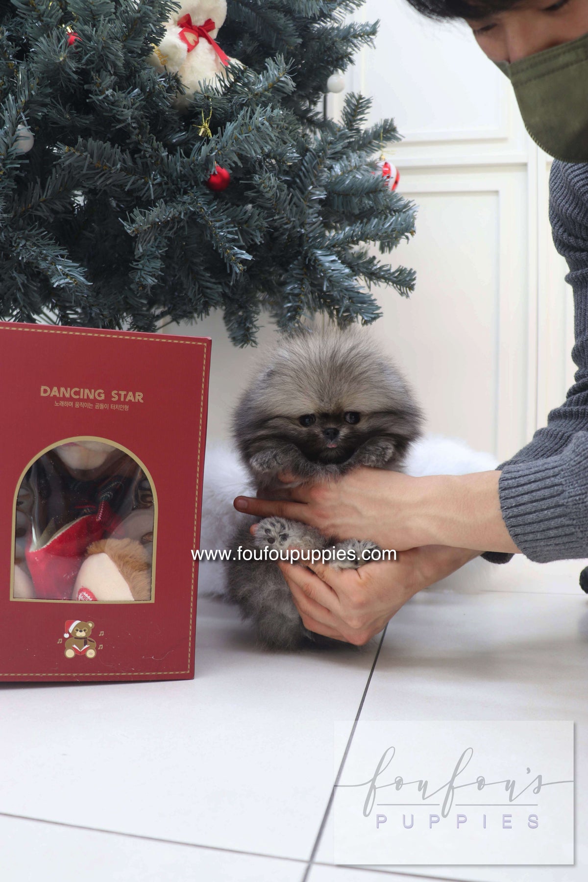Nory - Pomeranian M.