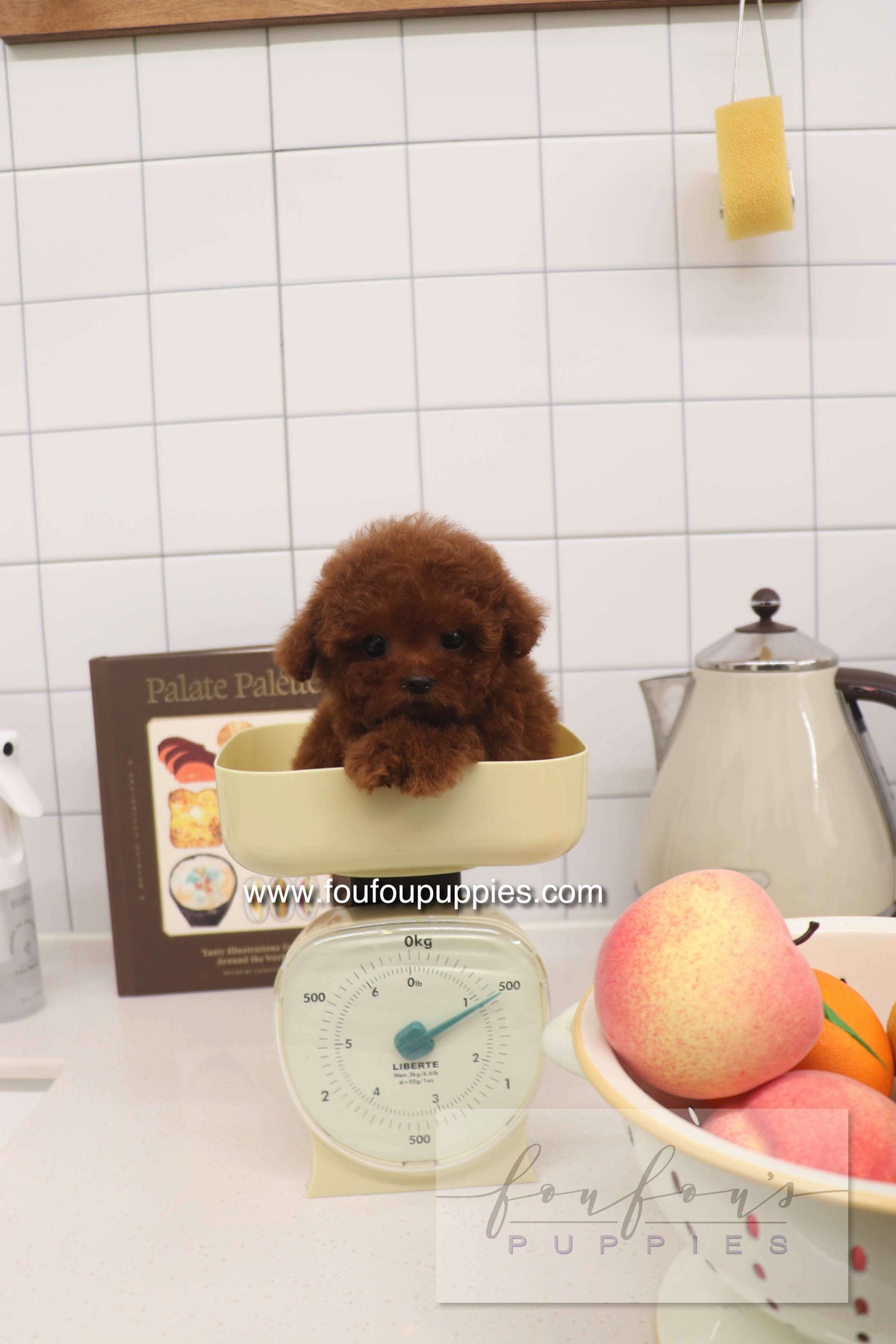 Small brown puppy in a bowl on a kitchen counter with apples and a teapot in the background.