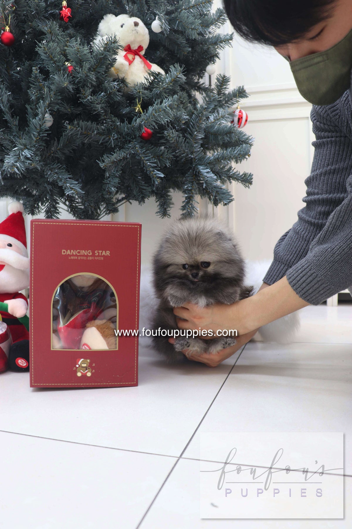 Nory - Pomeranian M.