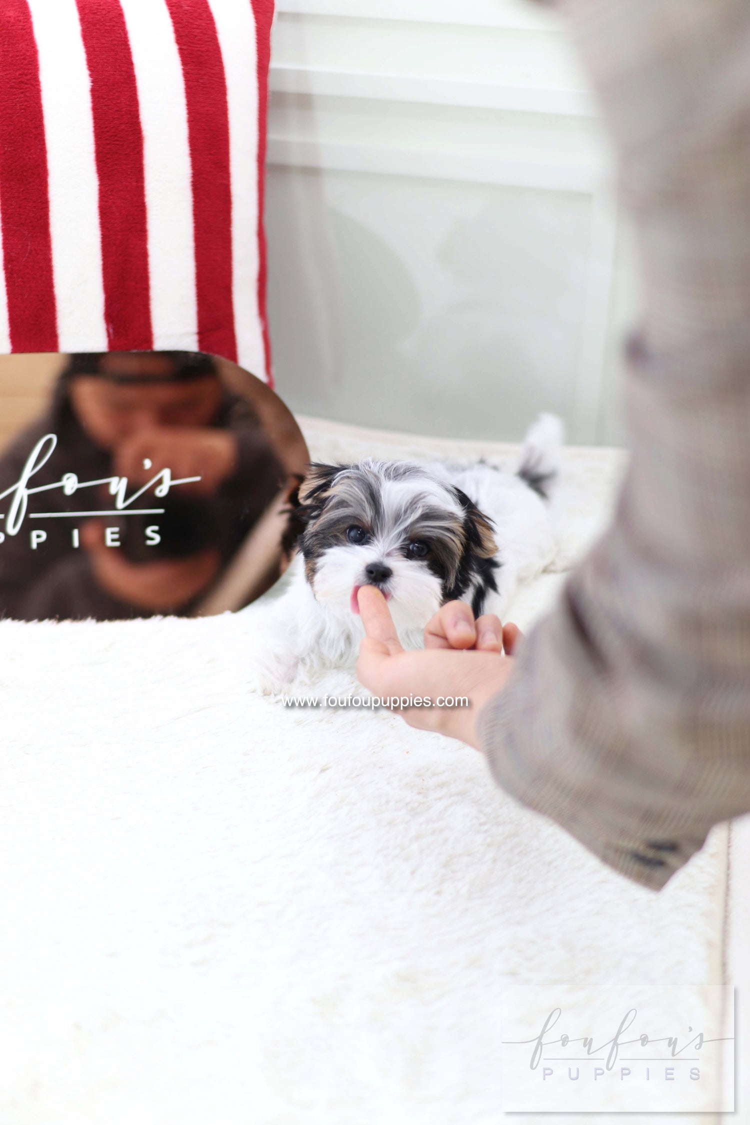 Pip - Biewer terrier M.