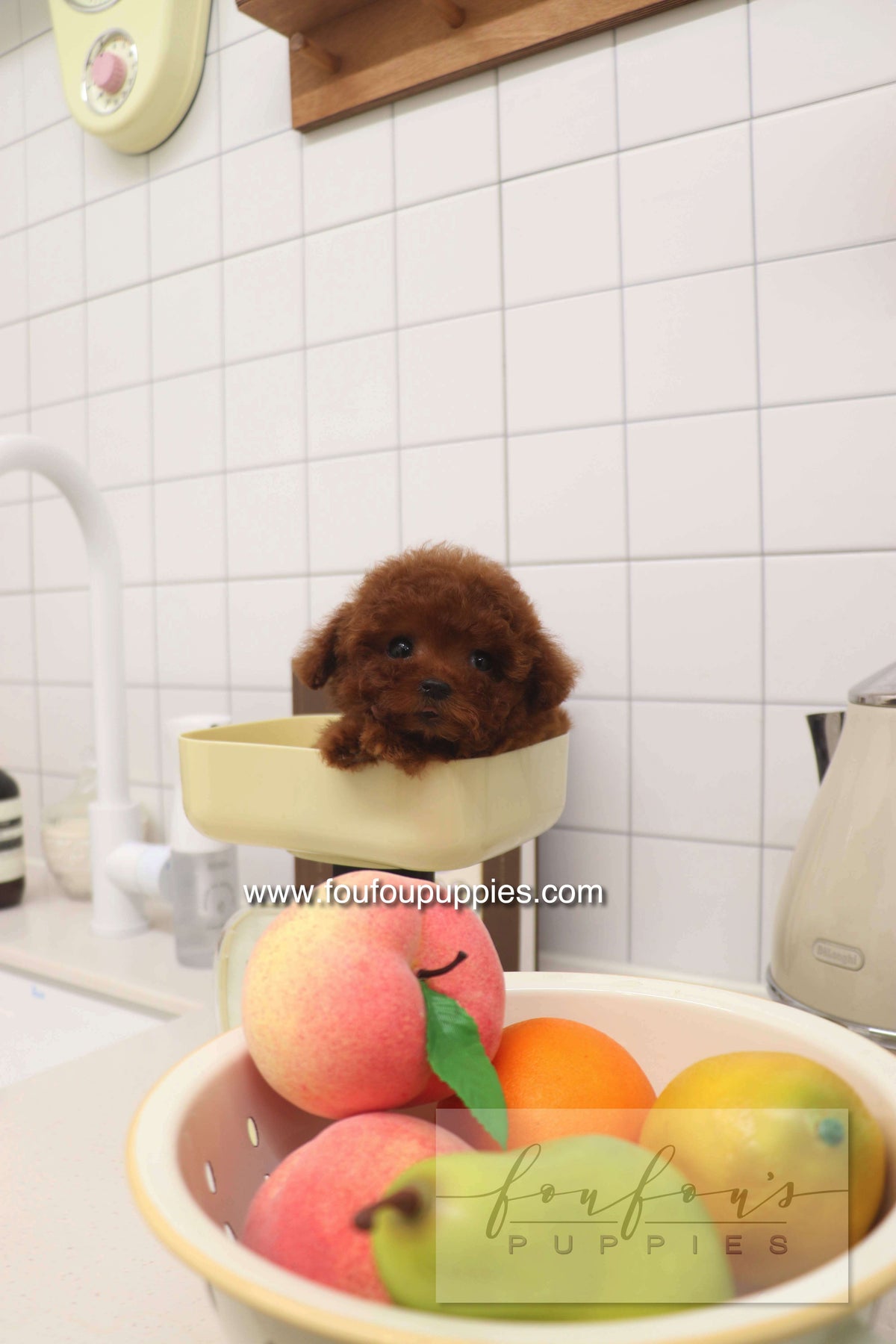 Sienna - Poodle F.