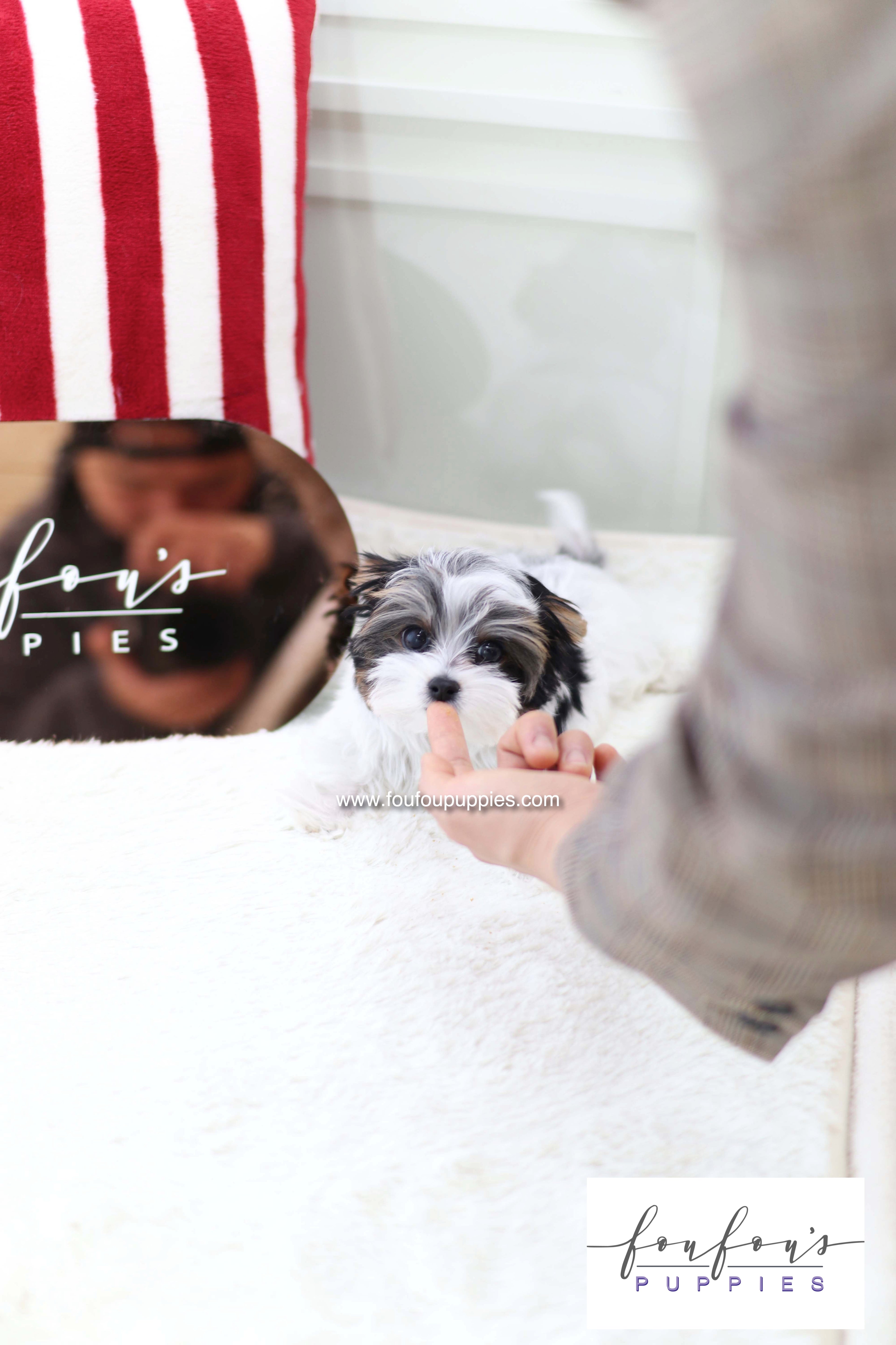 Pip - Biewer terrier M.