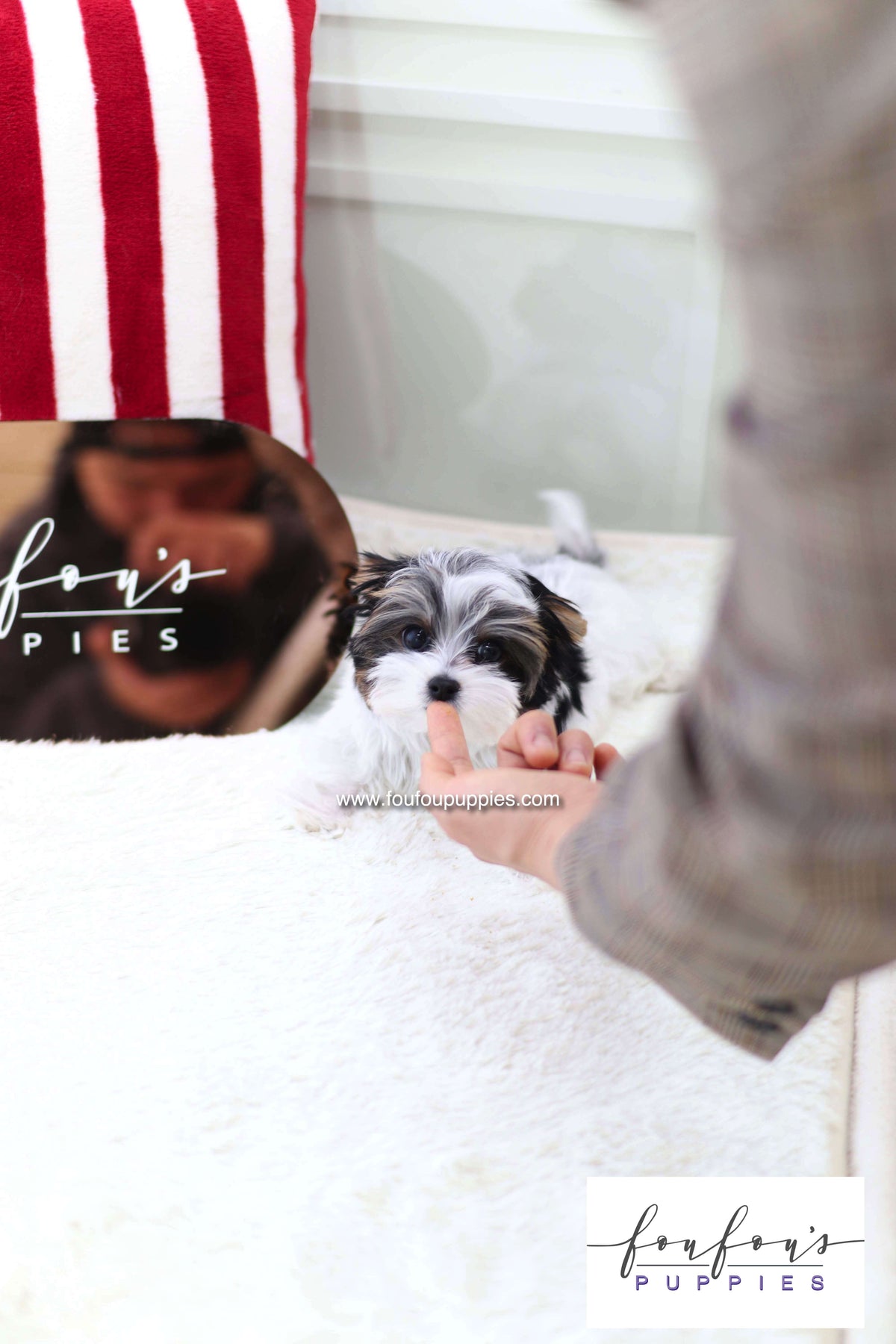 Pip - Biewer terrier M.