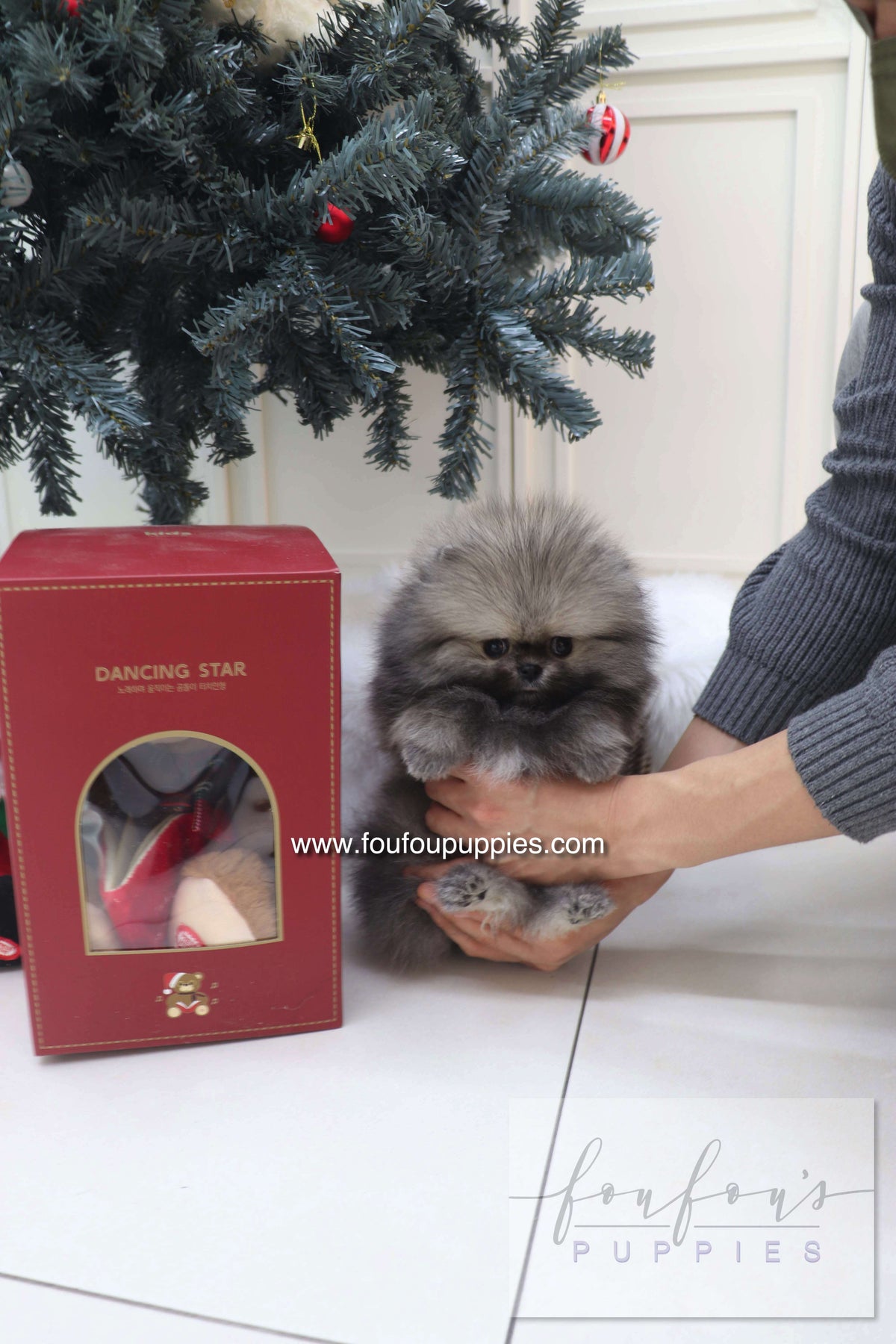 Nory - Pomeranian M.