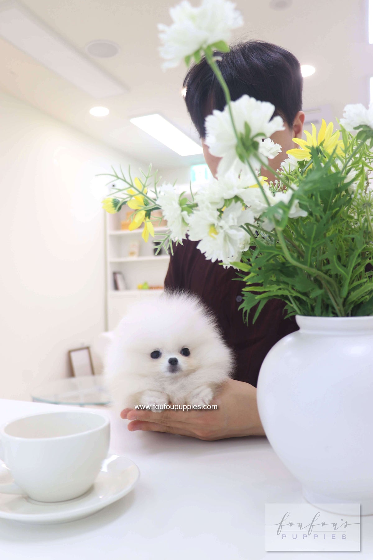 Bisou - Pomeranian F.