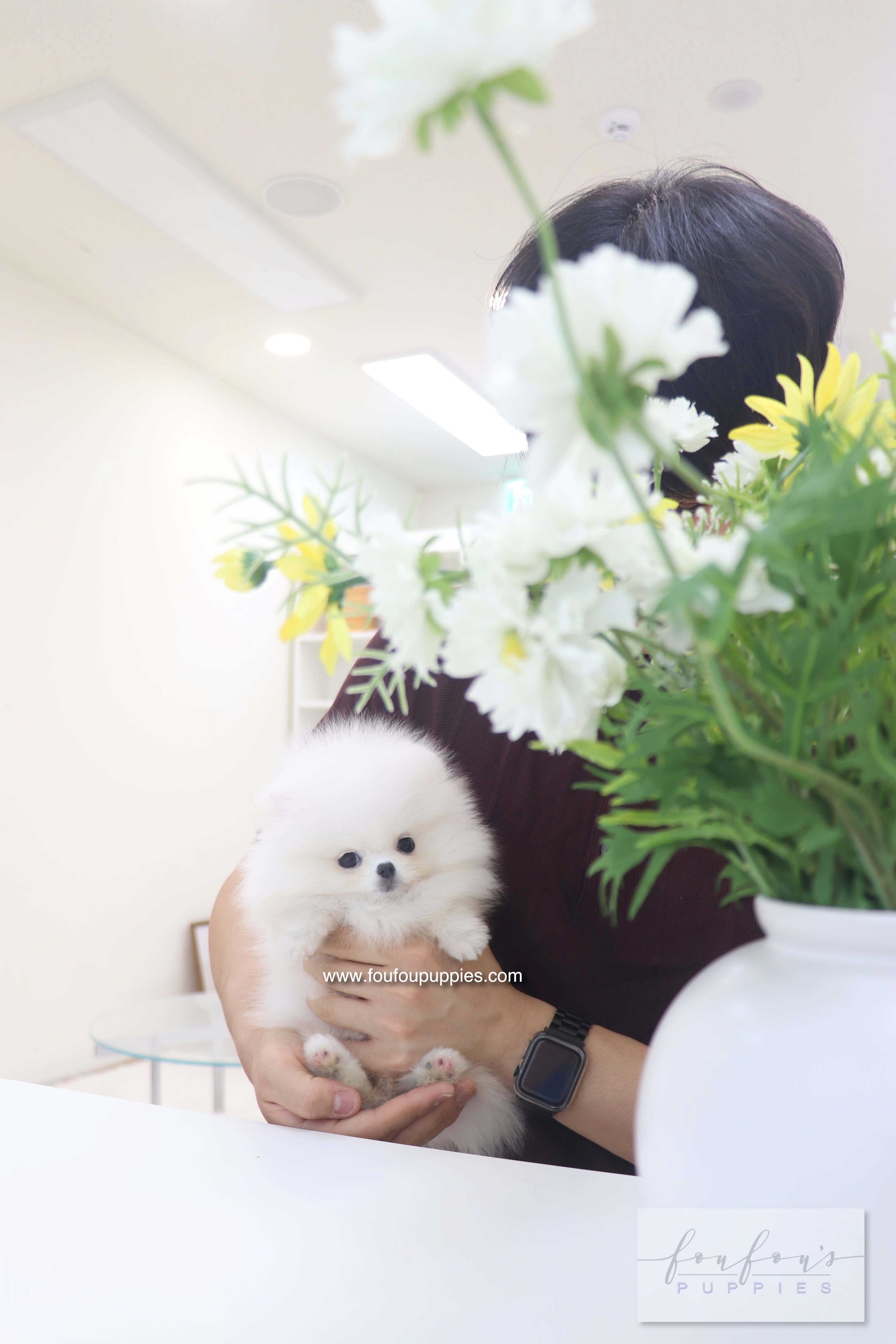 Bisou - Pomeranian F.