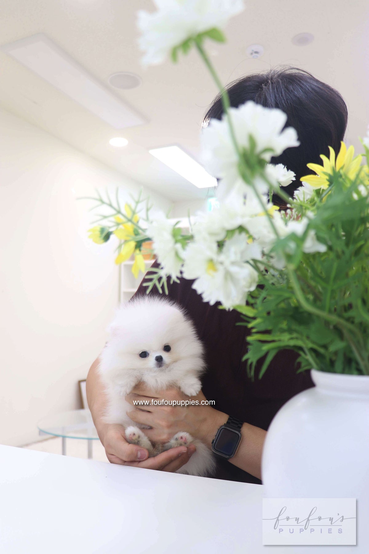 Bisou - Pomeranian F.