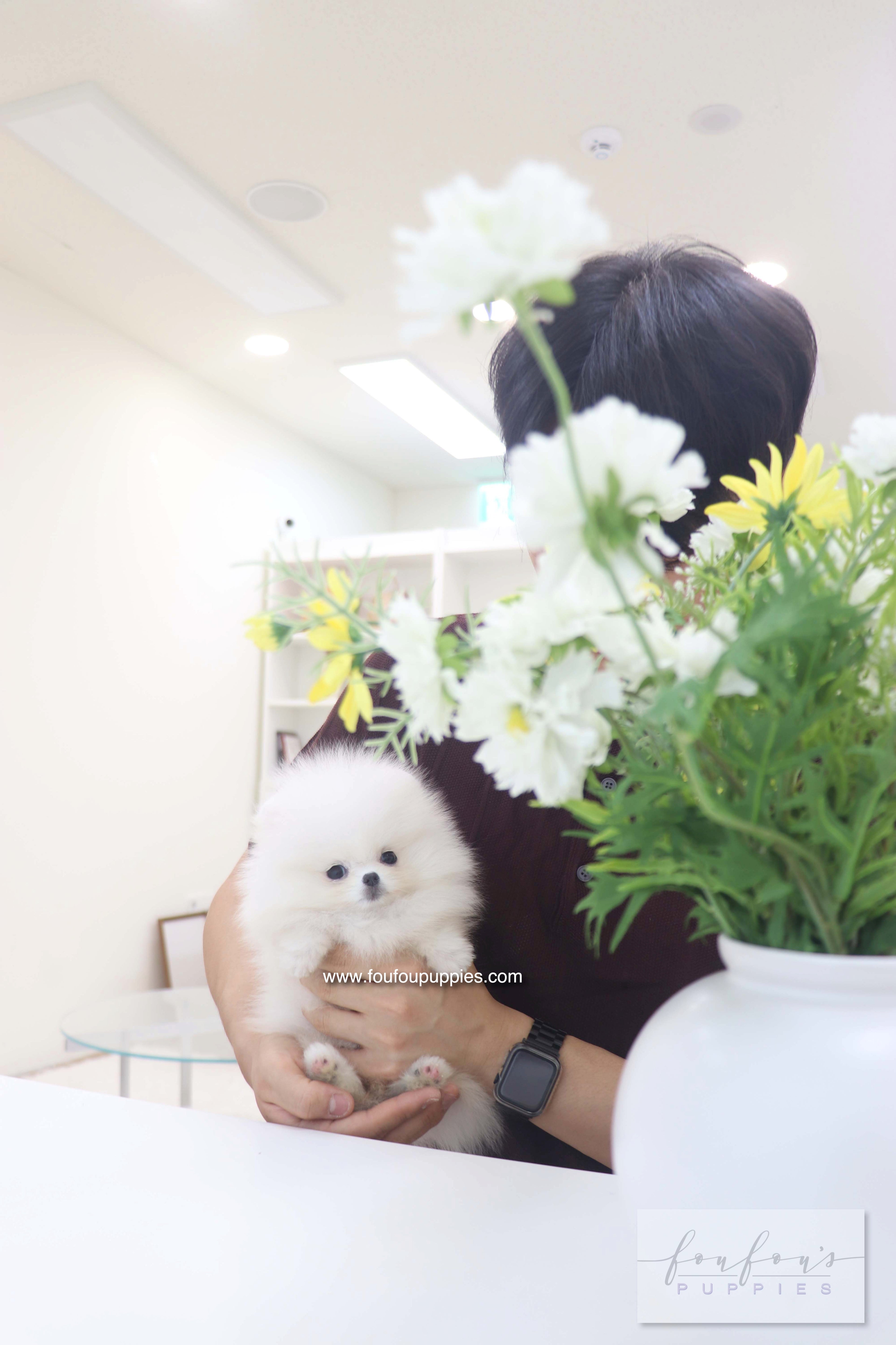 Bisou - Pomeranian F.