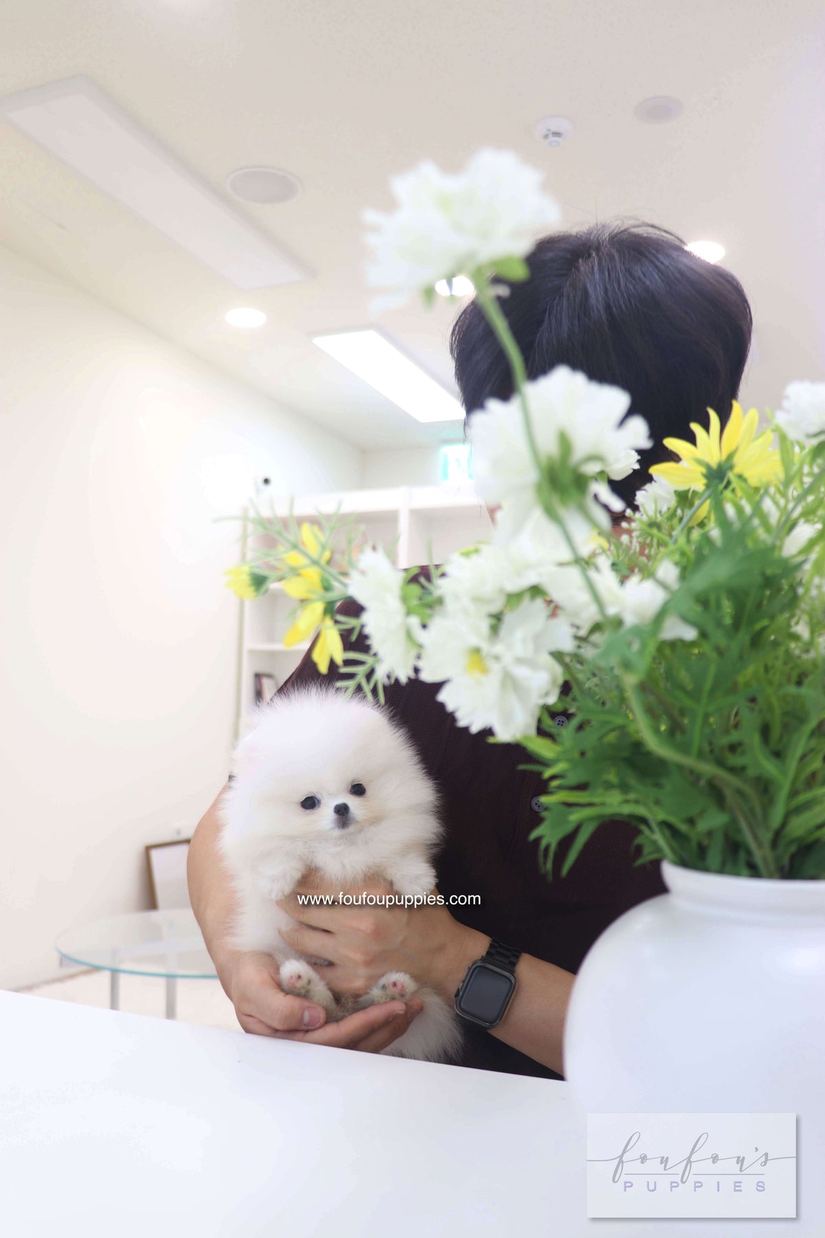 Bisou - Pomeranian F.