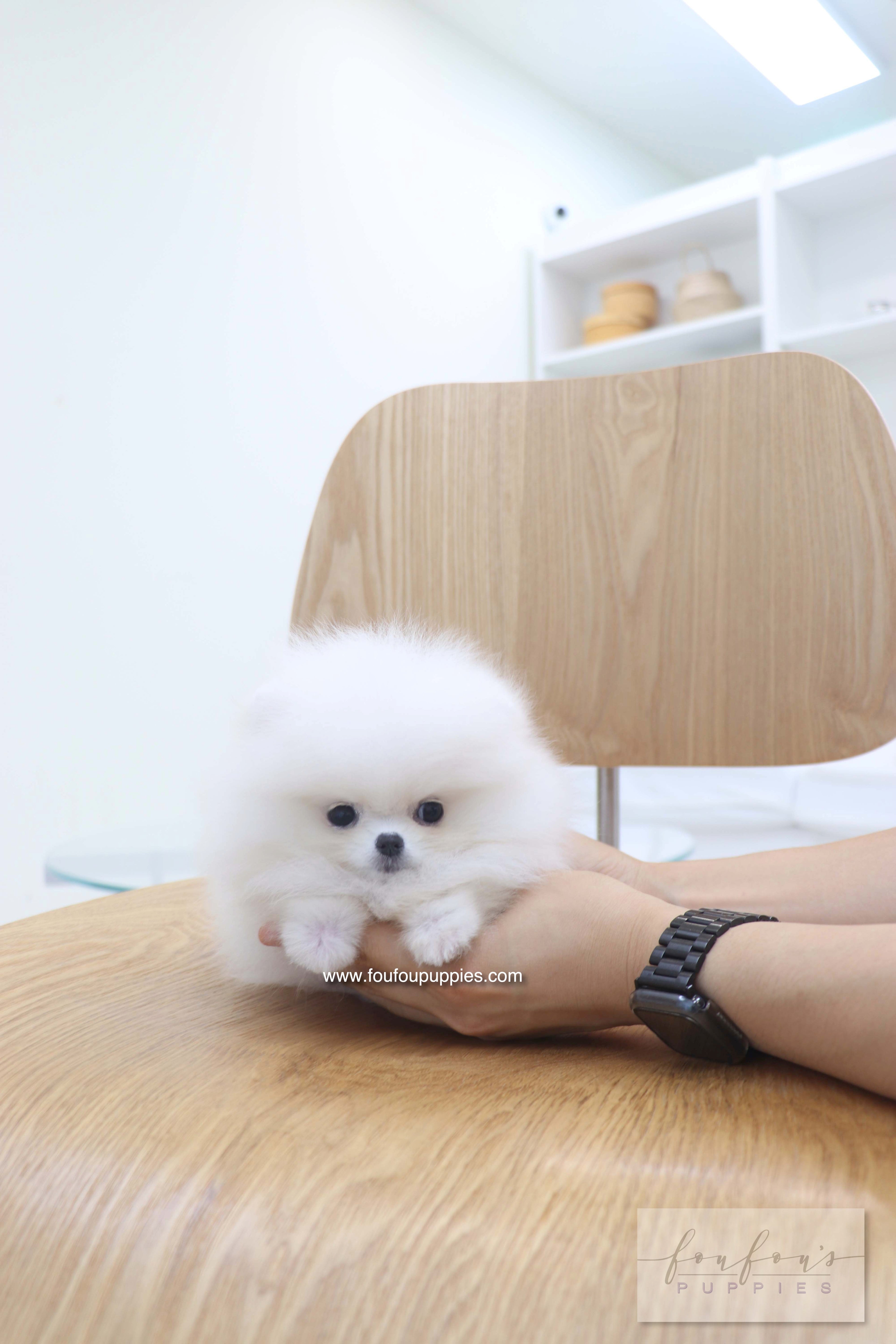 Bisou - Pomeranian F.
