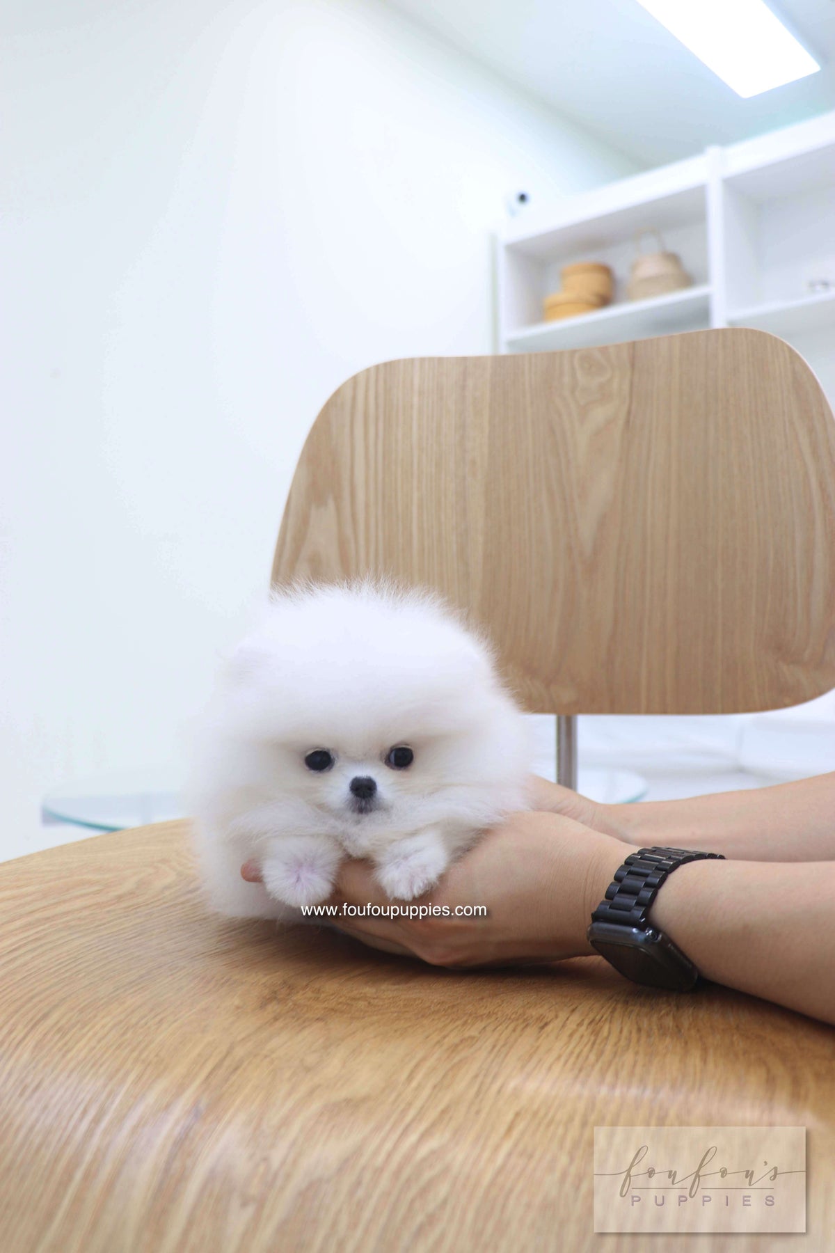 Bisou - Pomeranian F.