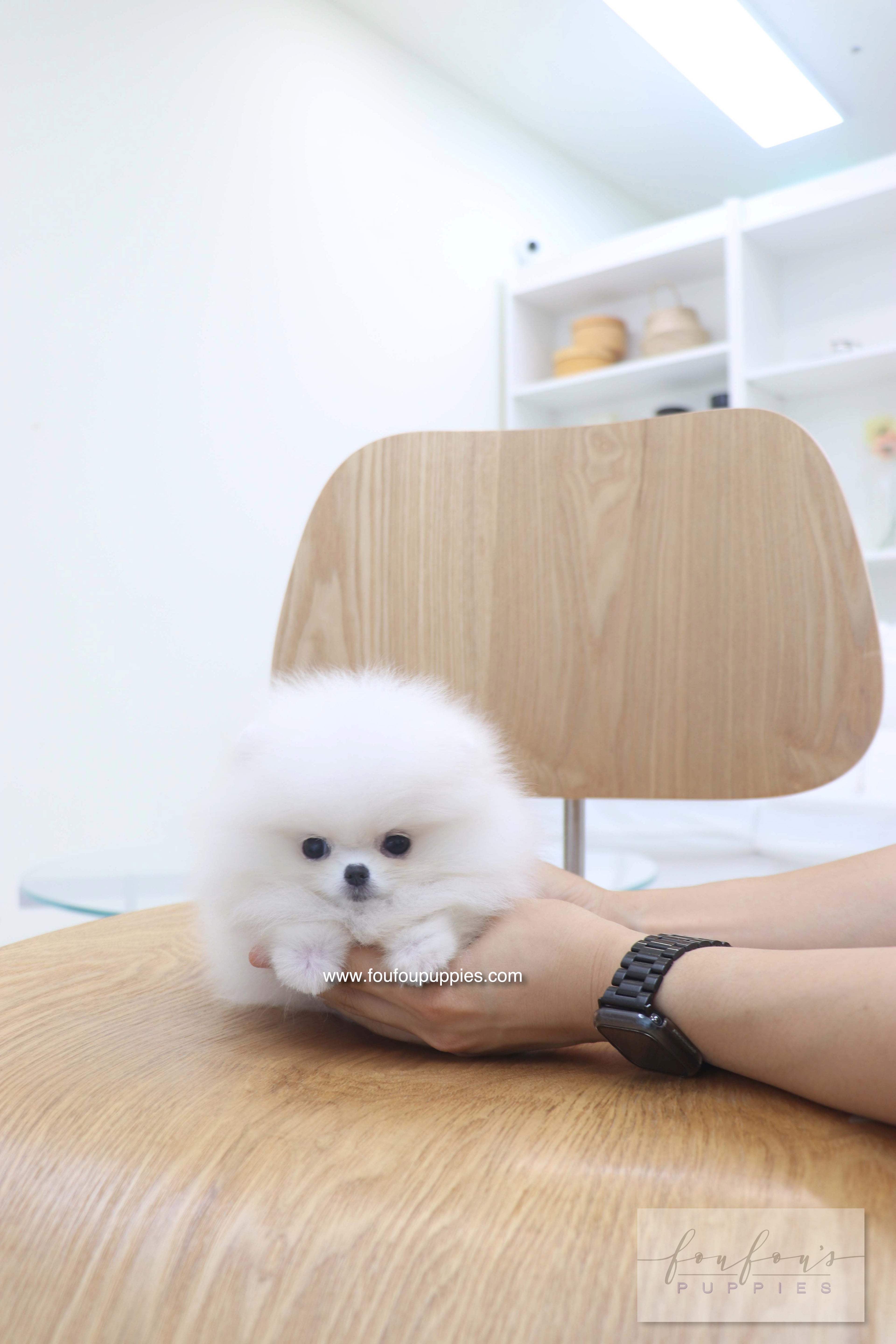 Bisou - Pomeranian F.