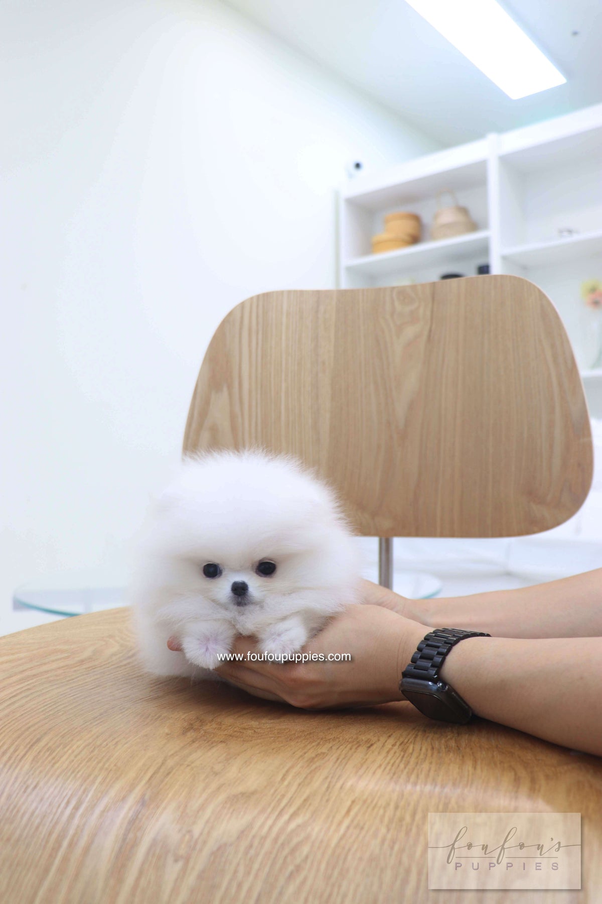 Bisou - Pomeranian F.
