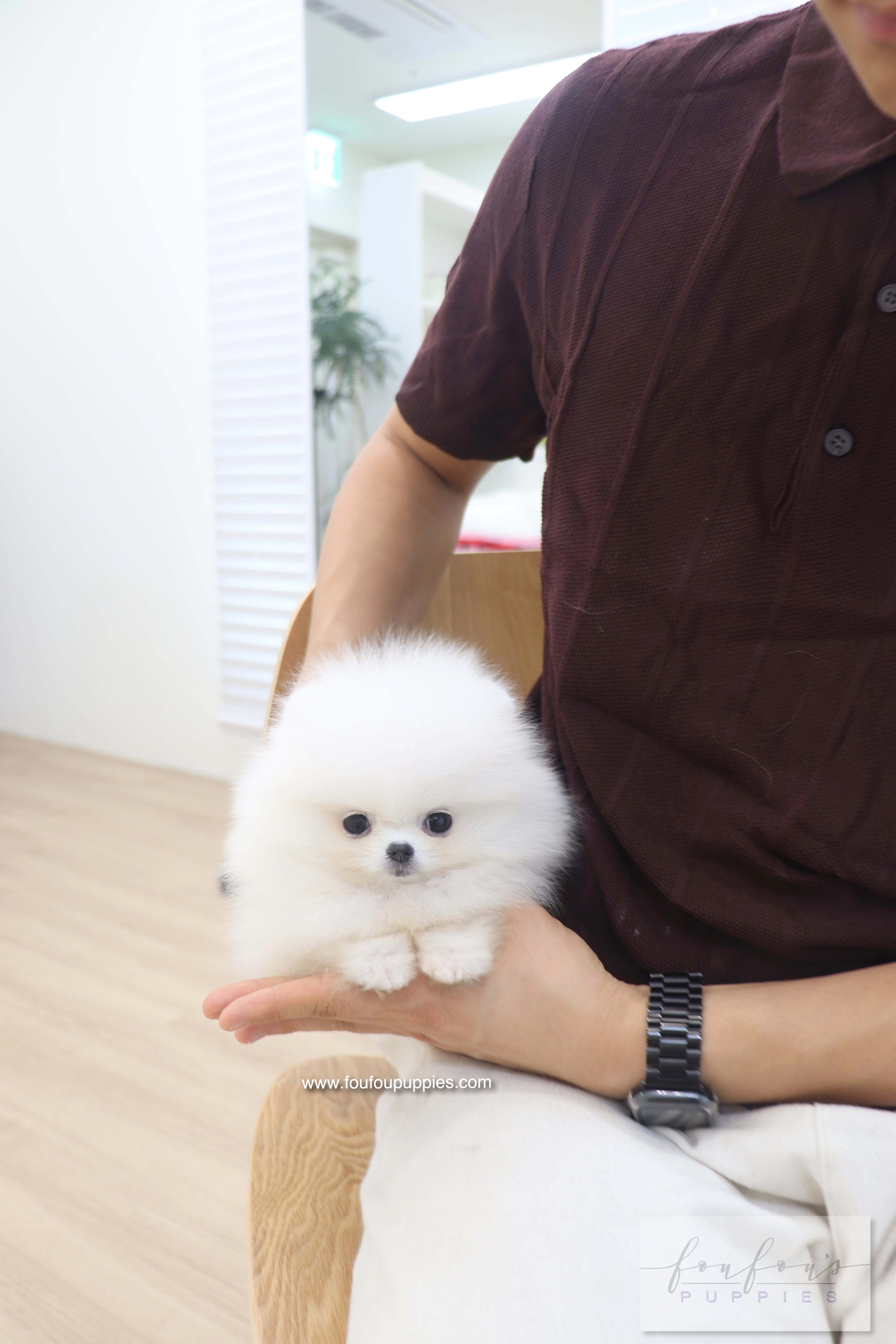 Bisou - Pomeranian F.
