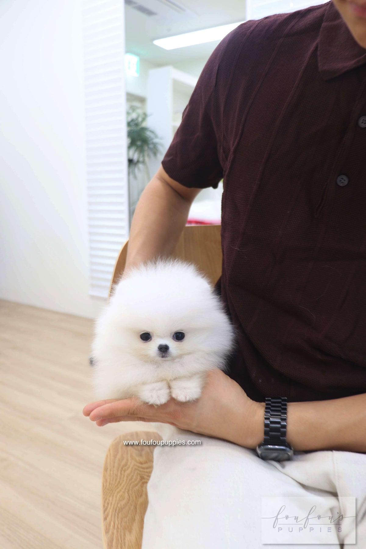 Bisou - Pomeranian F.