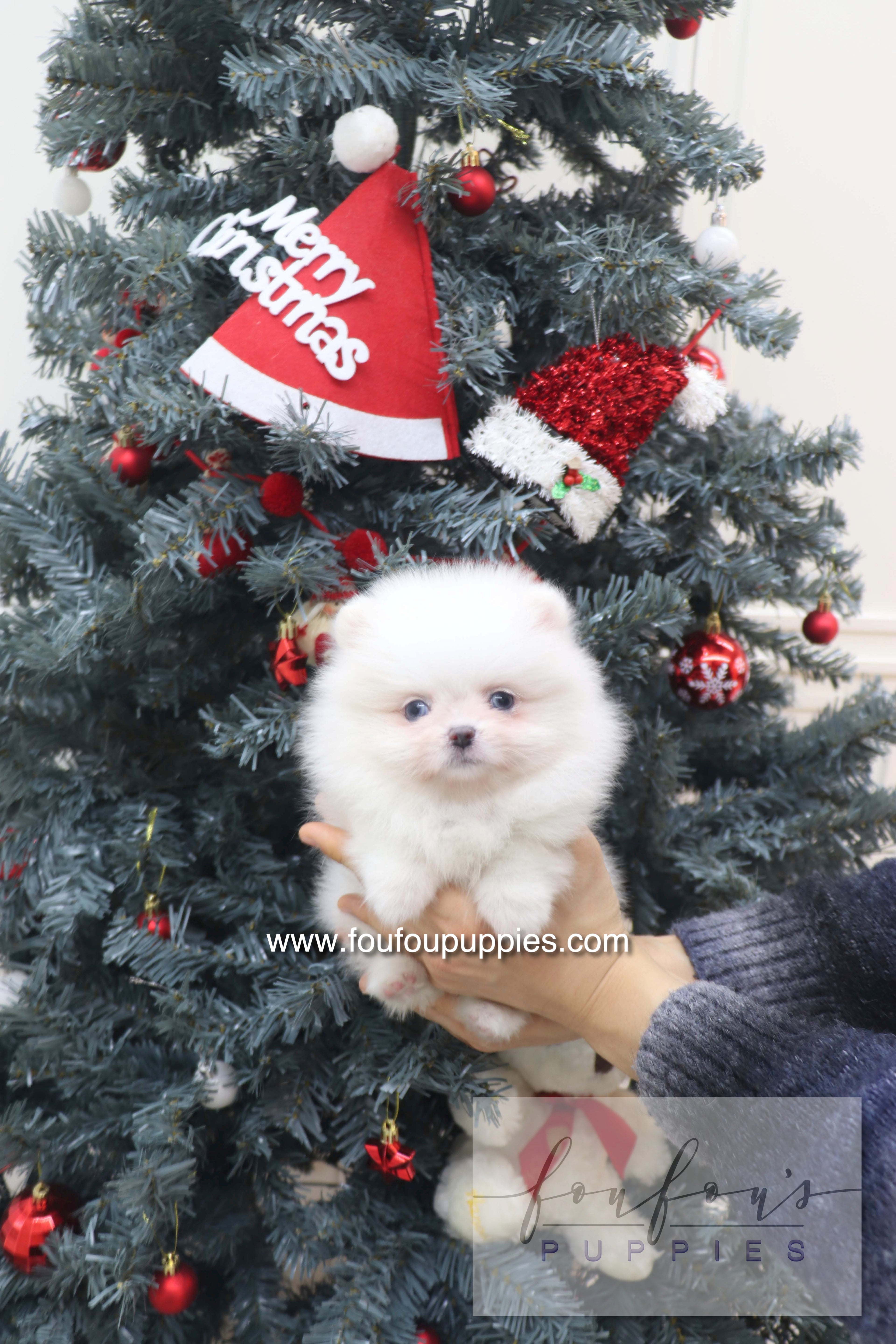 Capri - Pomeranian F.