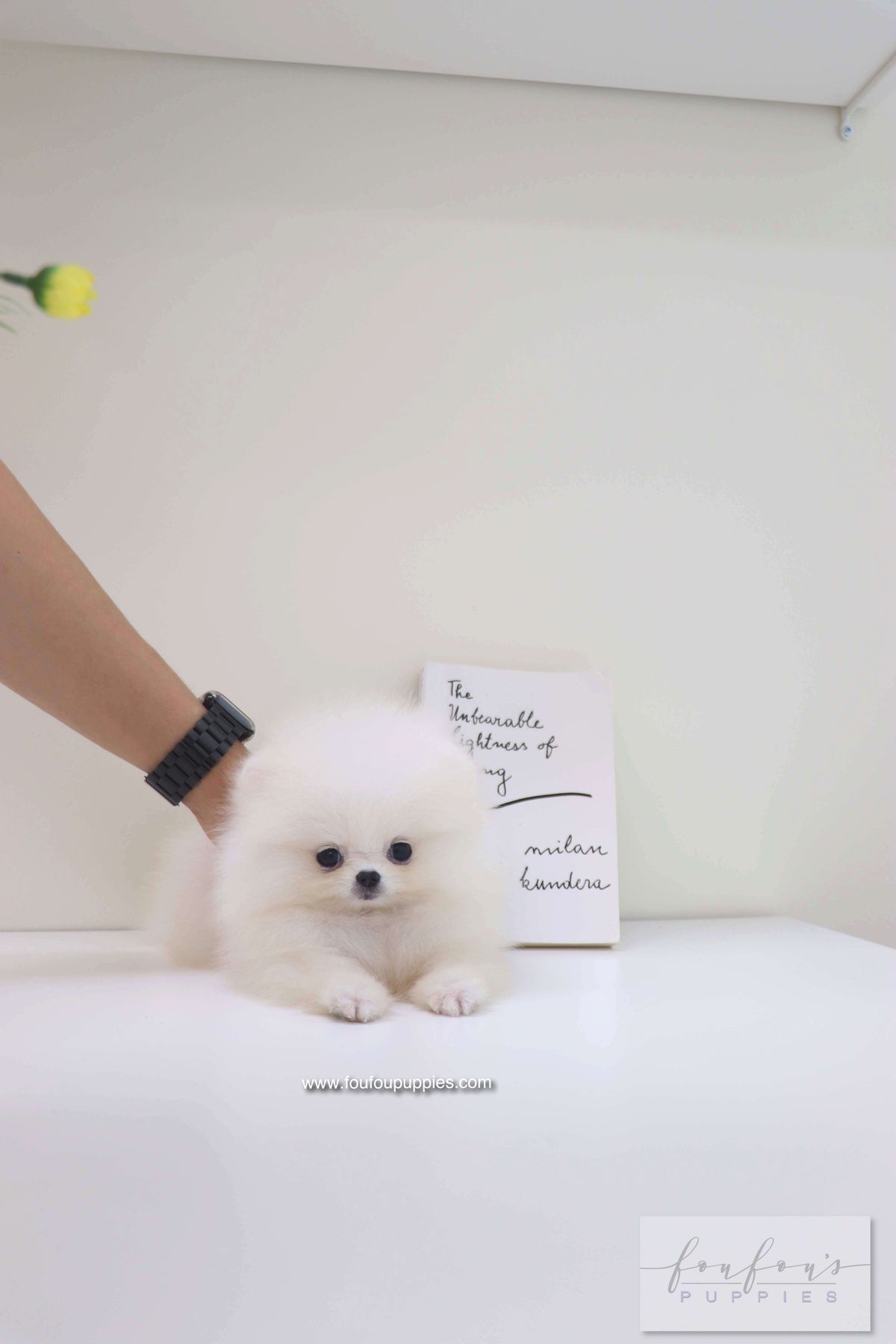 Bisou - Pomeranian F.