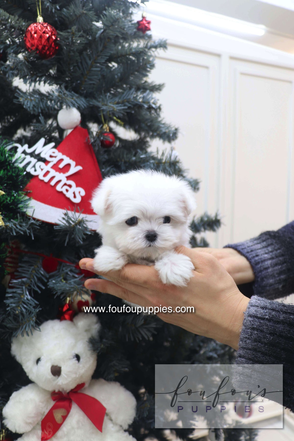Snowie - Maltese F.