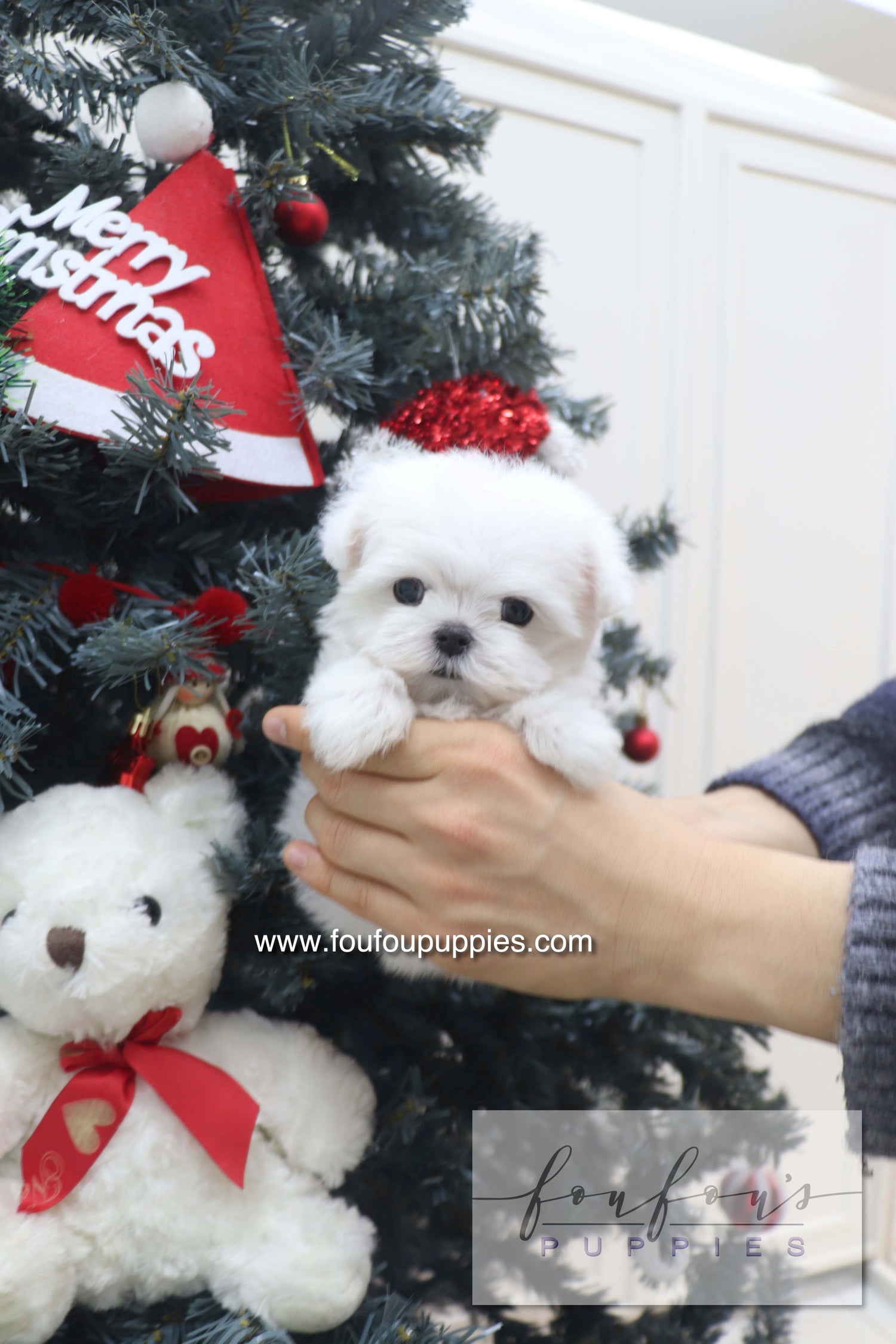 Small white dog in a Santa hat held by a person in front of a decorated Christmas tree with a teddy bear and 'Merry Christmas' sign.