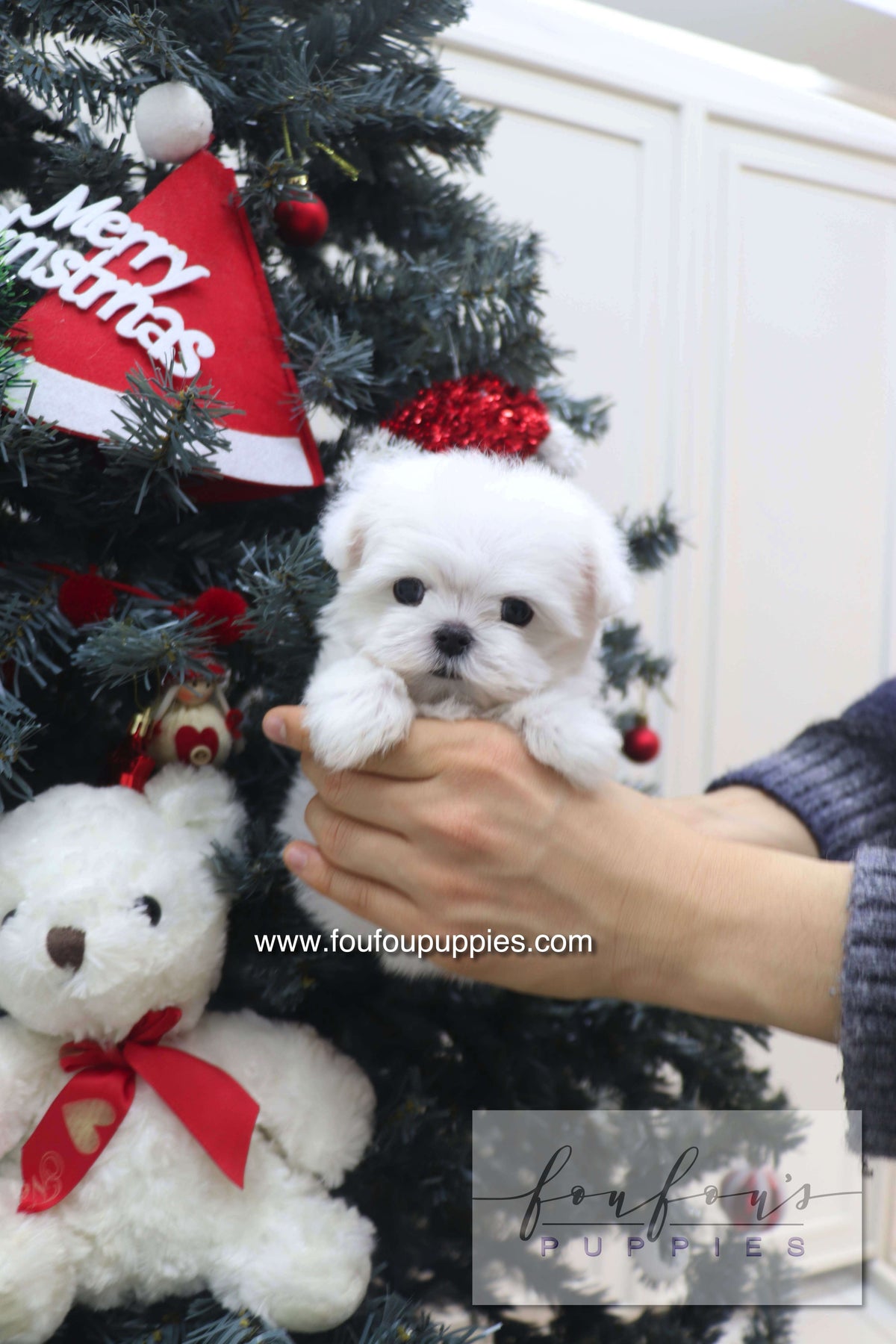 Small white dog in a Santa hat held by a person in front of a decorated Christmas tree with a teddy bear and &