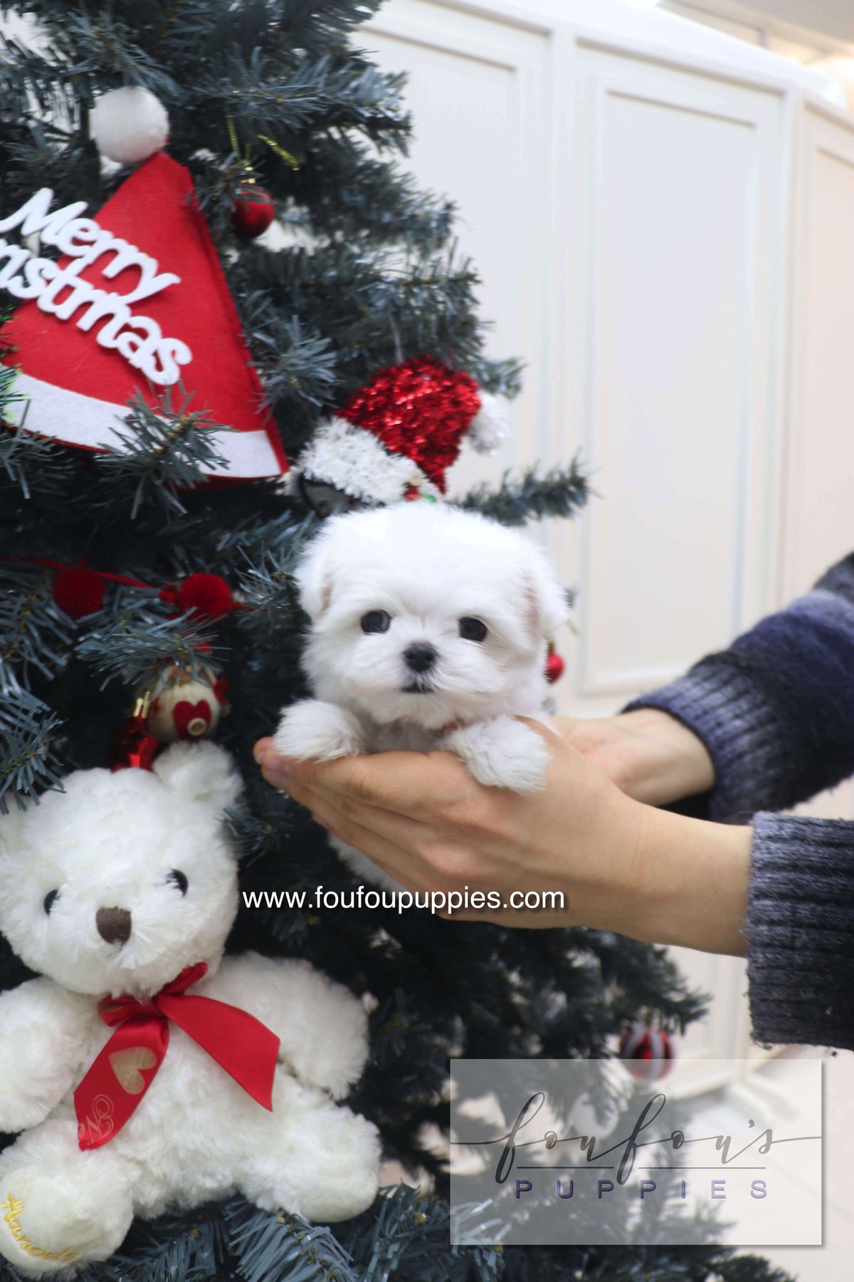 Snowie - Maltese F.