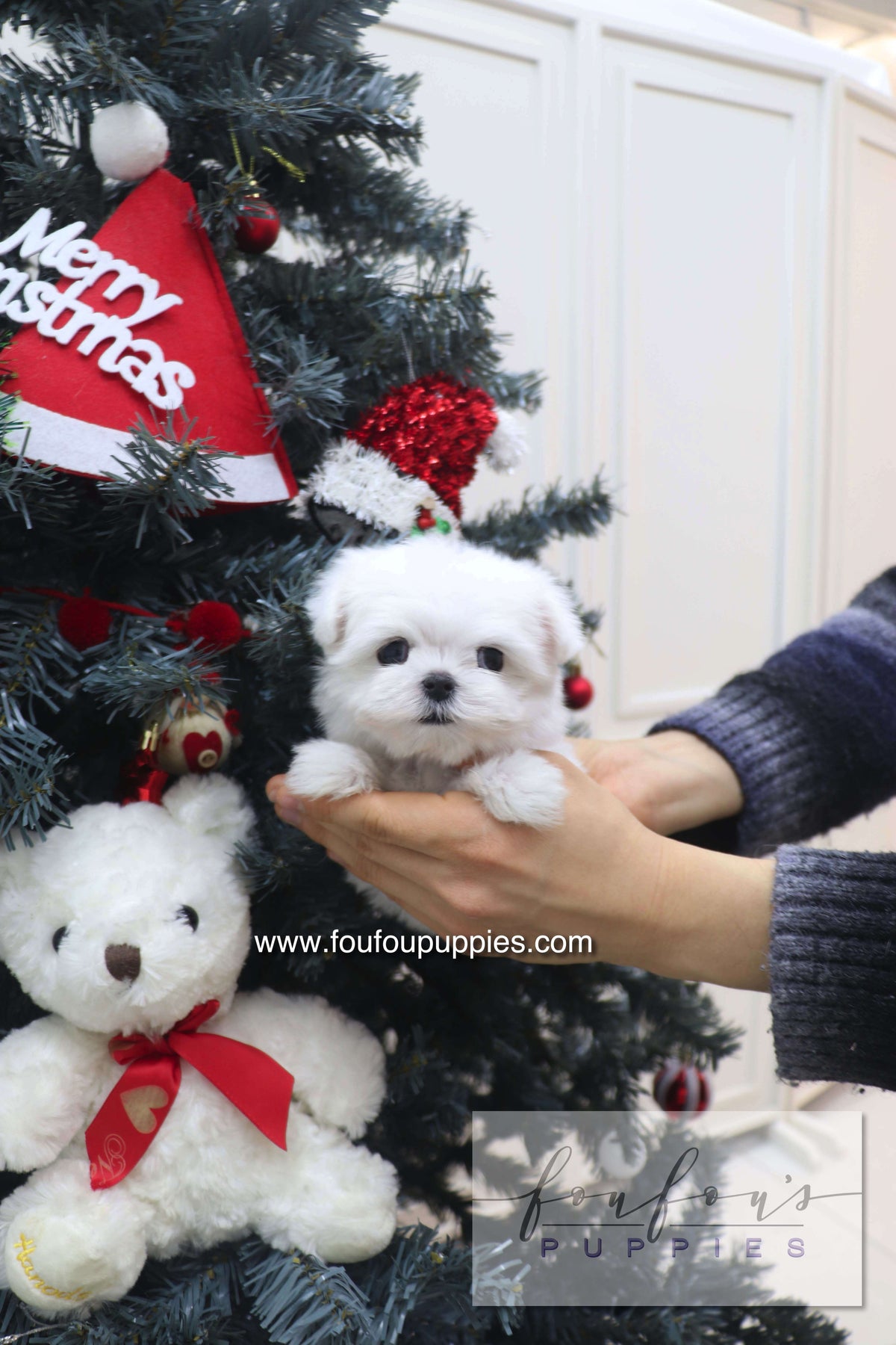 Snowie - Maltese F.