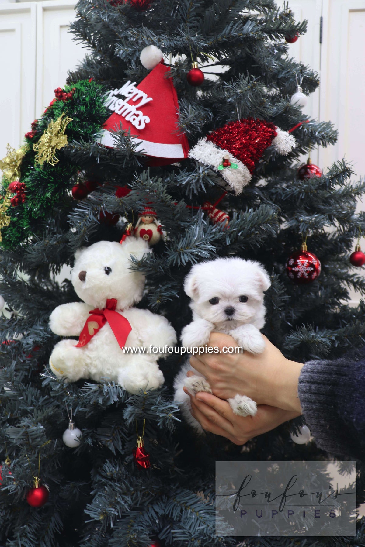 Snowie - Maltese F.