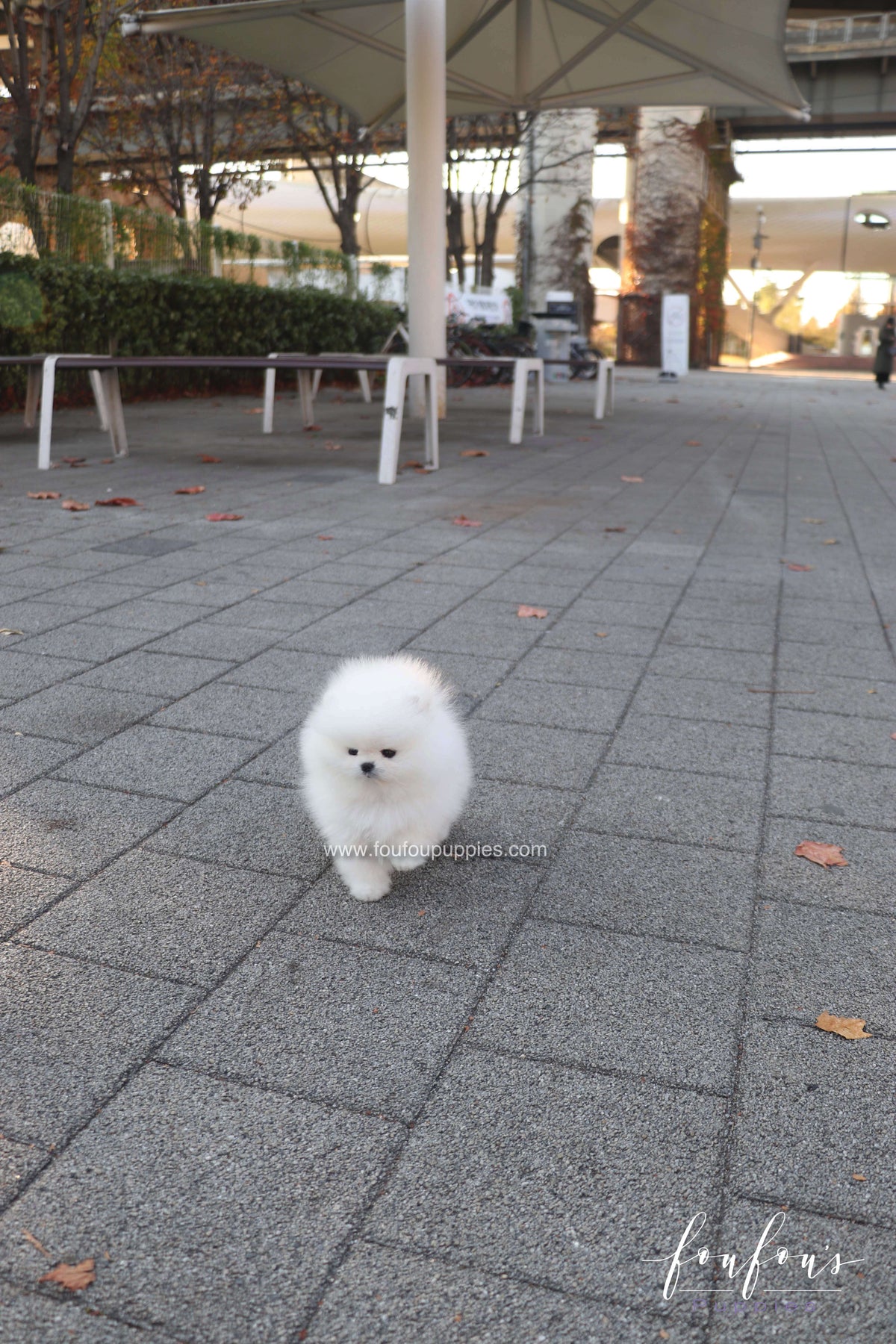 Saraï - Pomeranian F.
