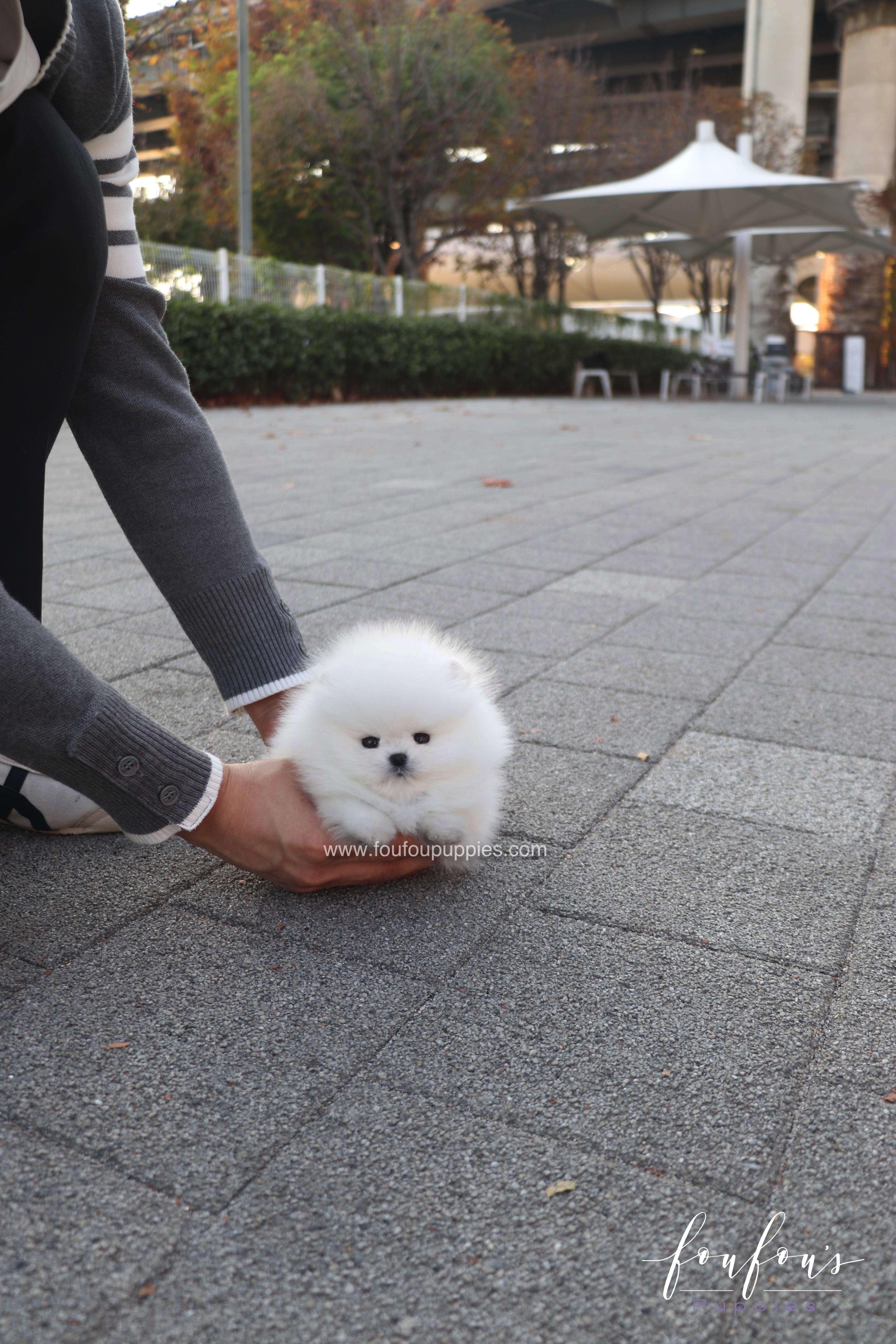 Saraï - Pomeranian F.