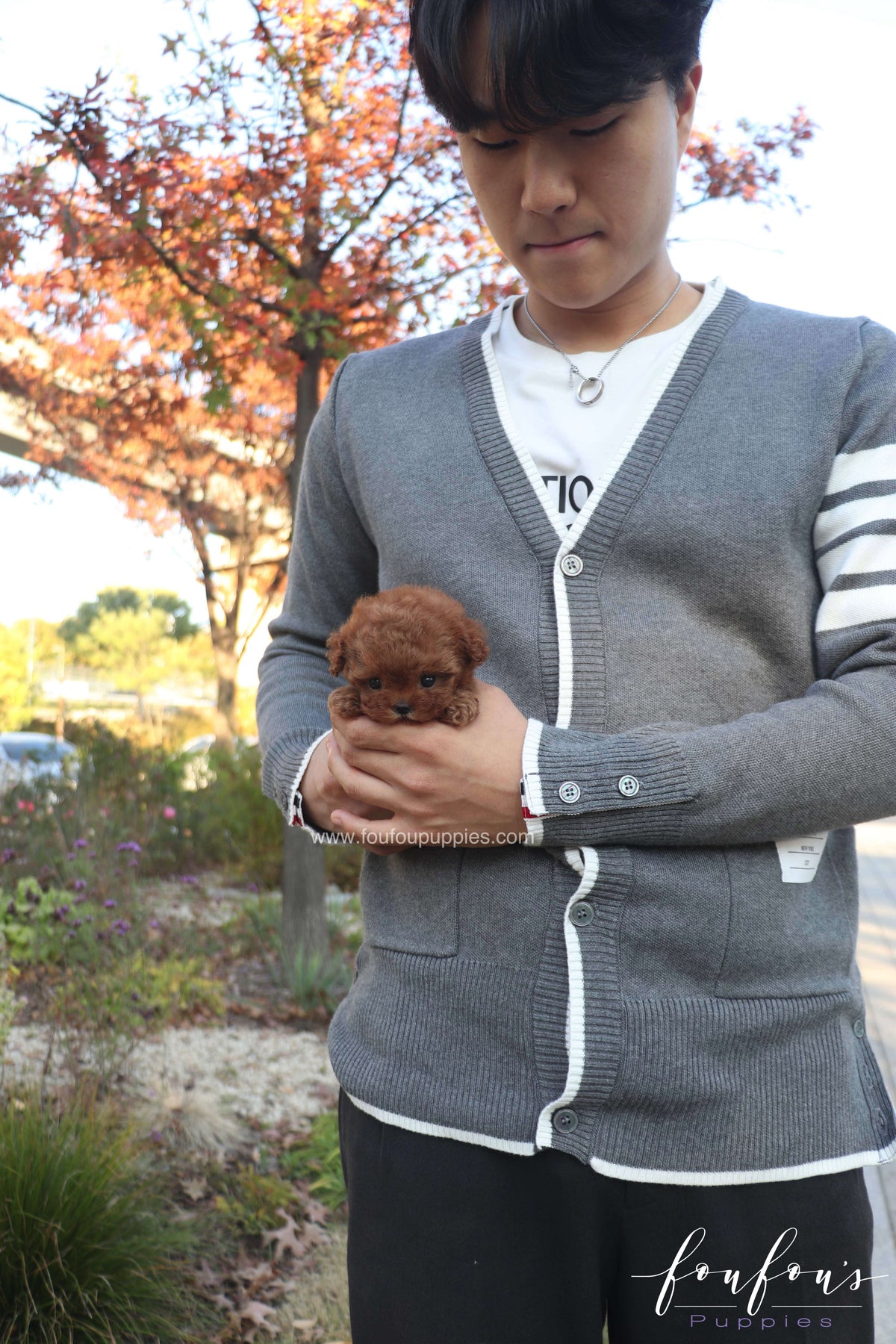 MiuMiu - Poodle F.