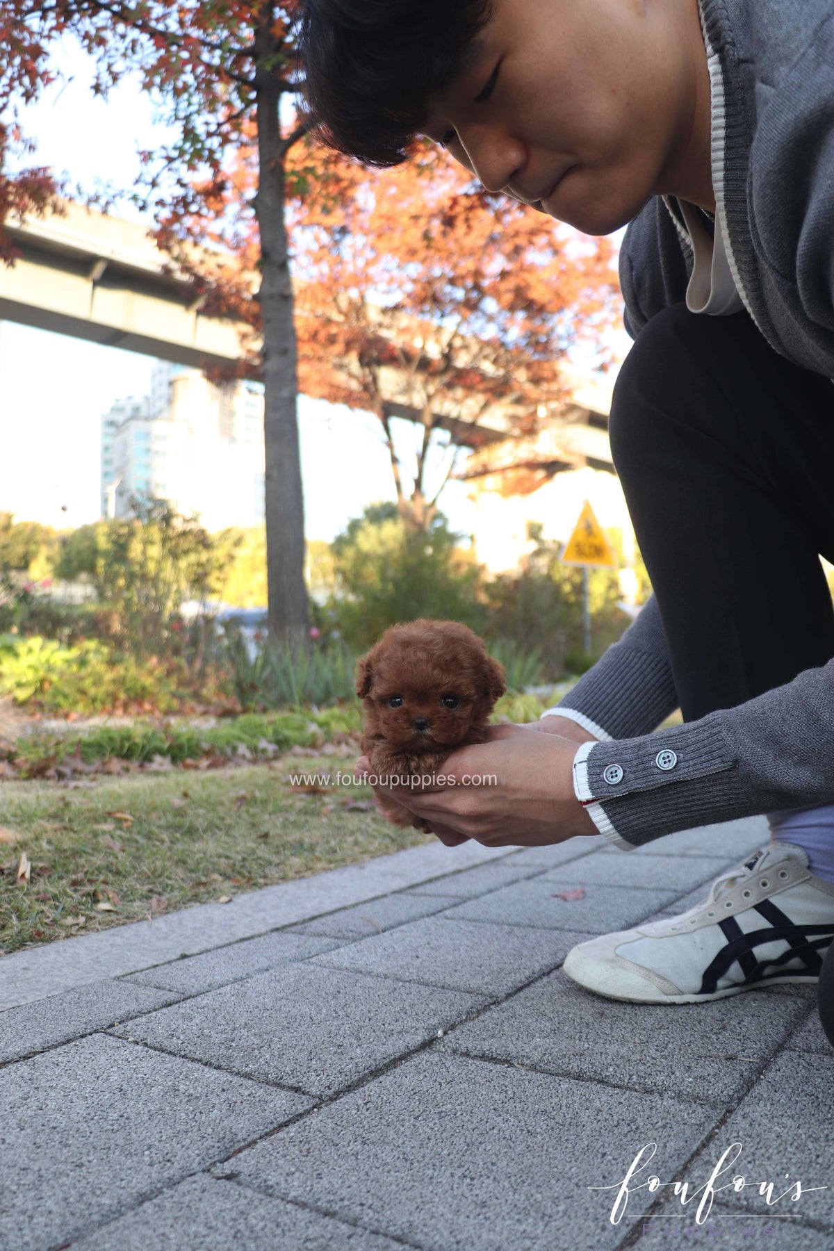 MiuMiu - Poodle F.