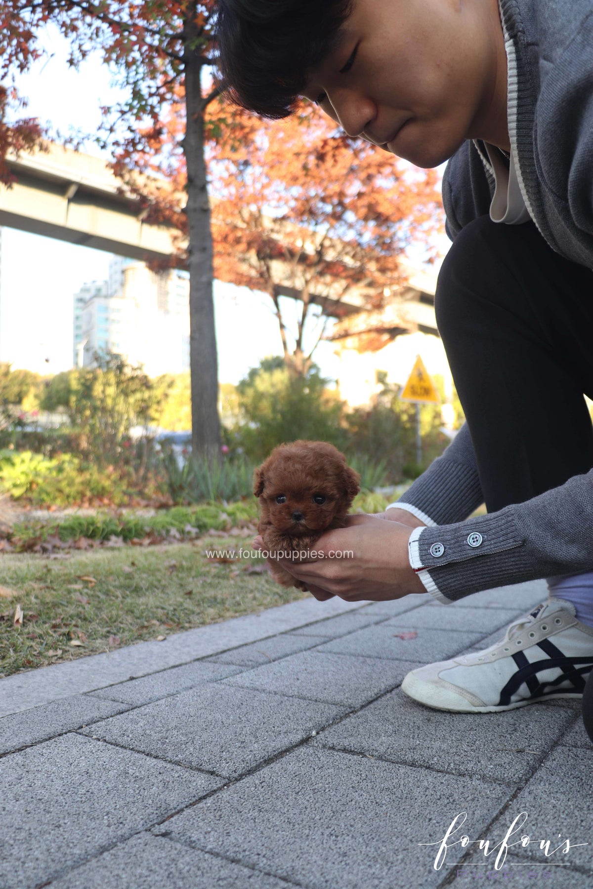 MiuMiu - Poodle F.