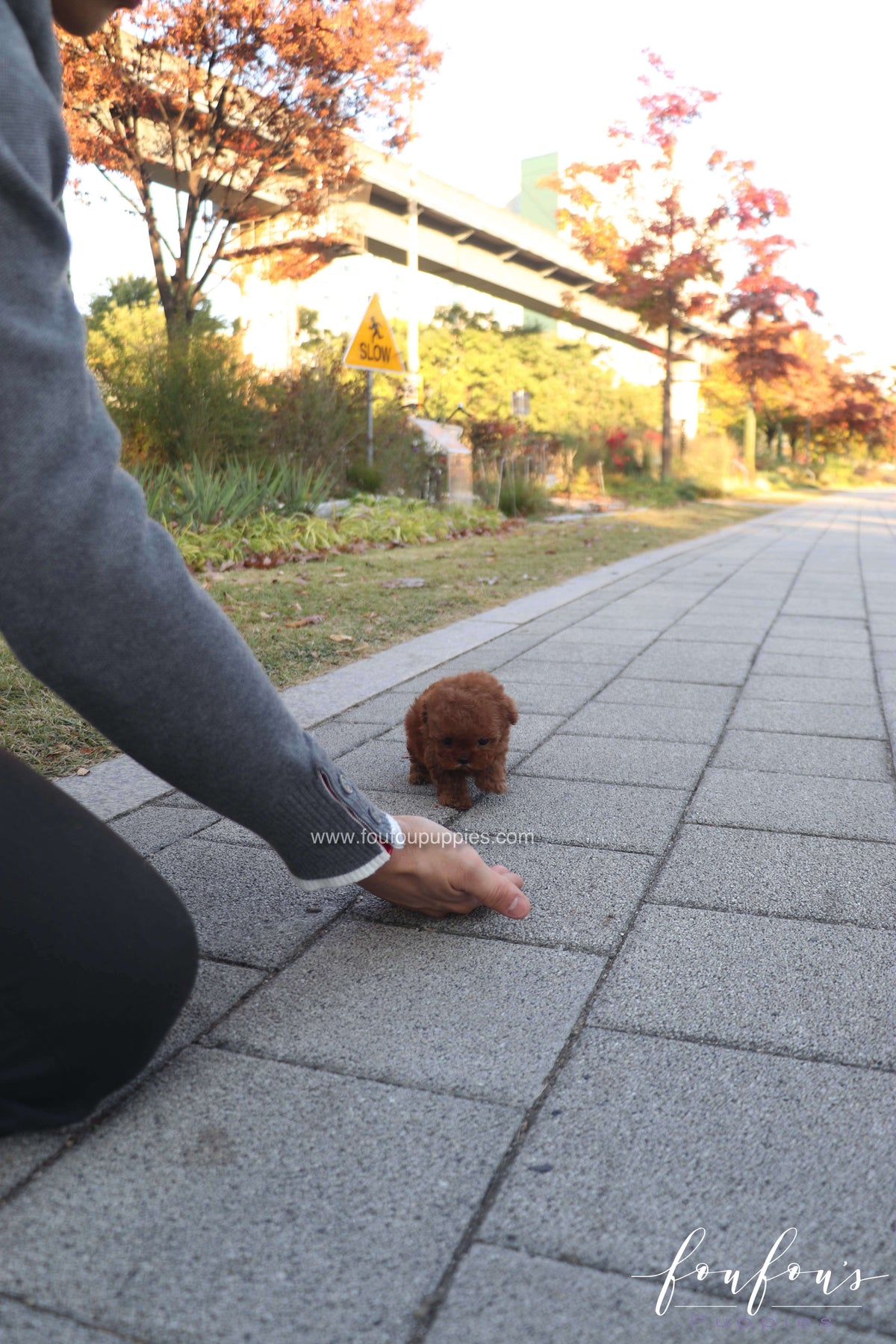 MiuMiu - Poodle F.