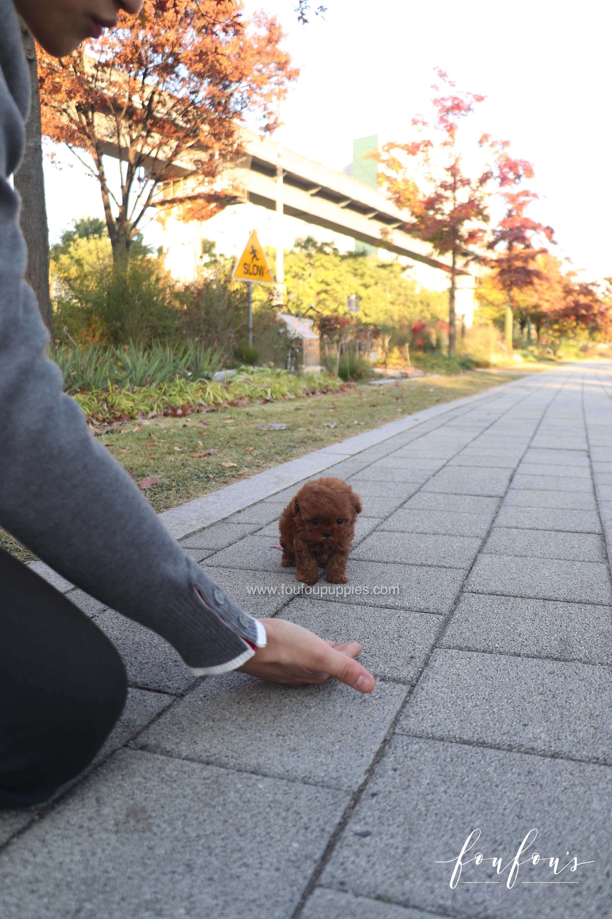 MiuMiu - Poodle F.