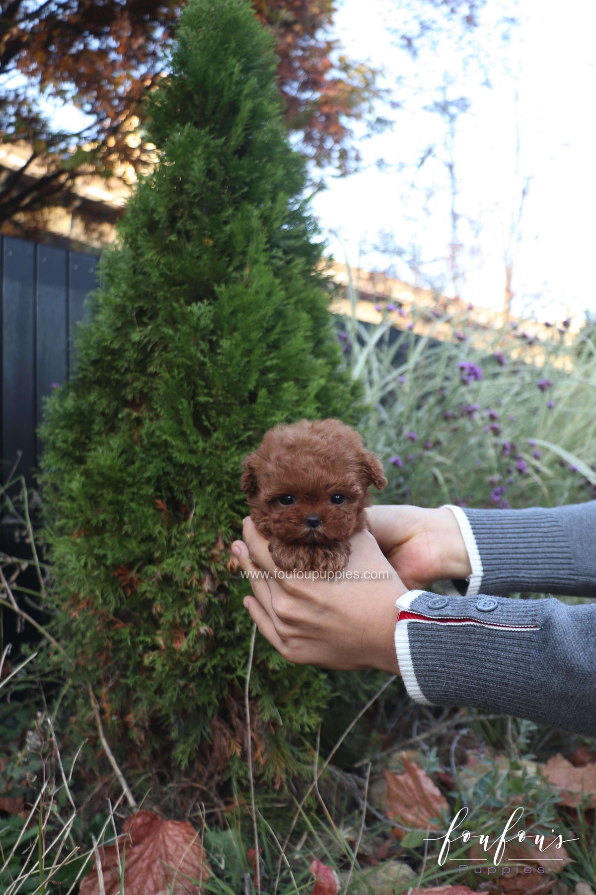 MiuMiu - Poodle F.