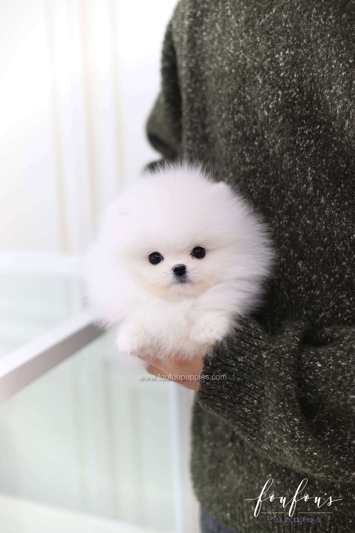Joy - Pomeranian M.