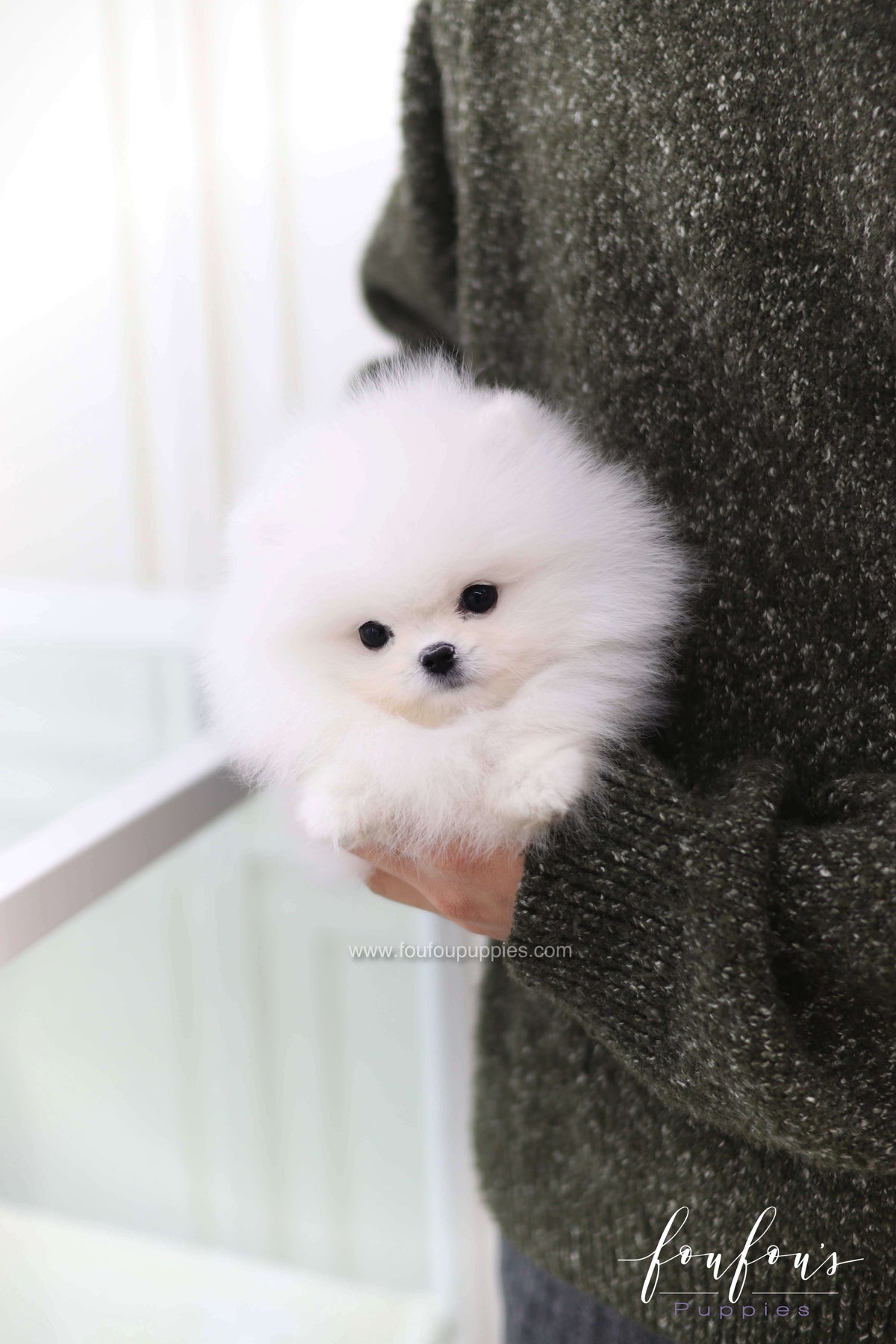 Joy - Pomeranian M.
