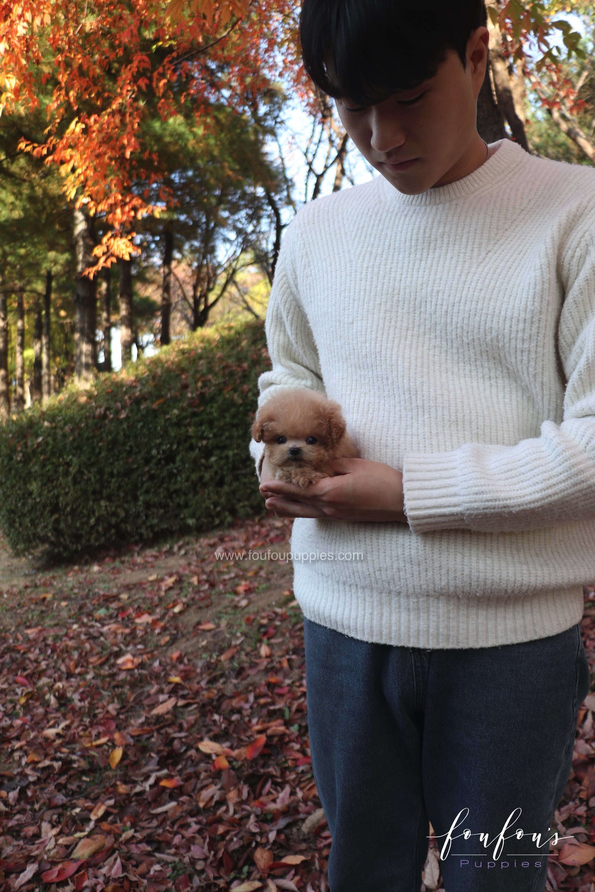 Tinkerbelle - Poodle F.