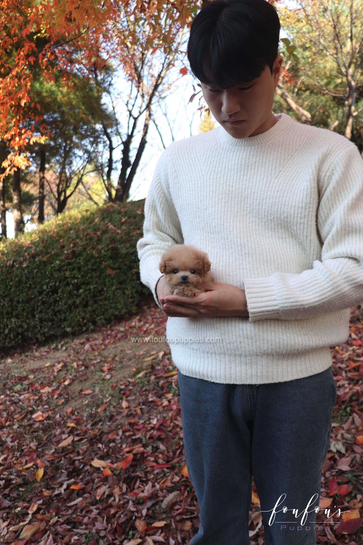 Tinkerbelle - Poodle F.
