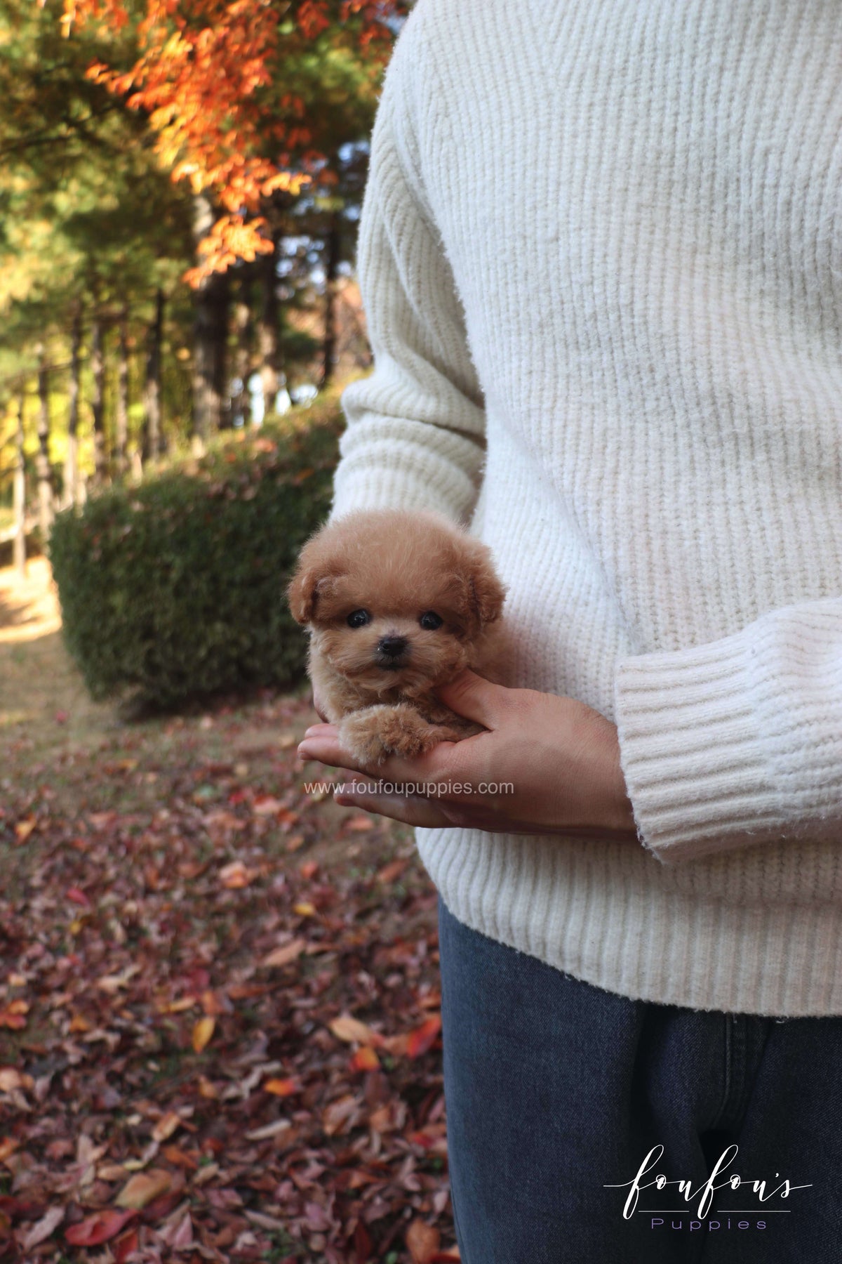 Tinkerbelle - Poodle F.